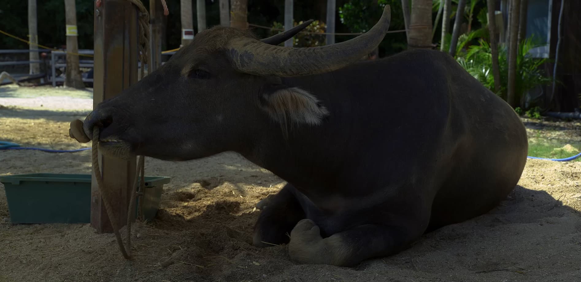 竹富島 Vol.1 水牛のいる風景_12K