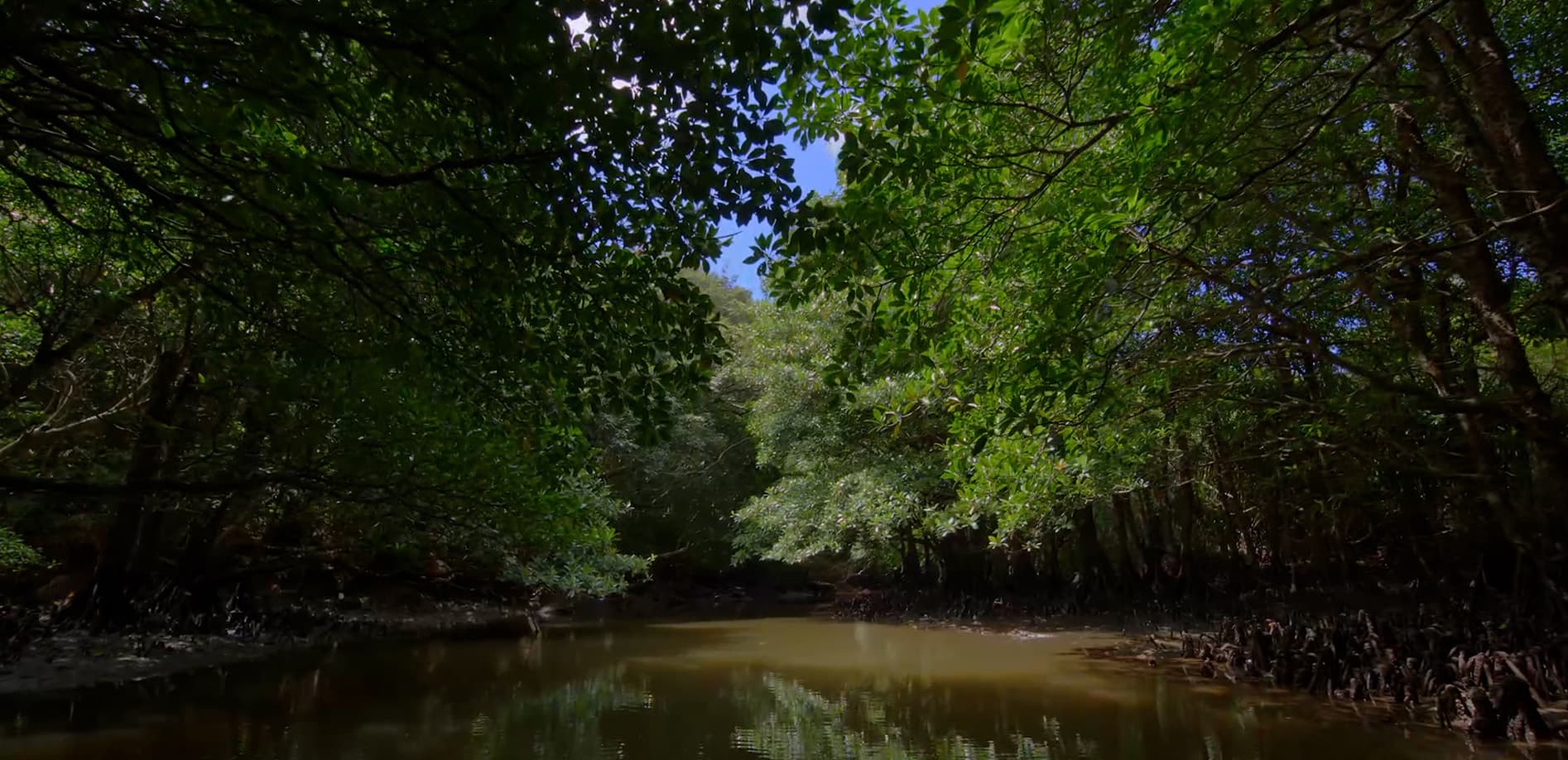 浦内川 マングローブ林 Vol.2_12K