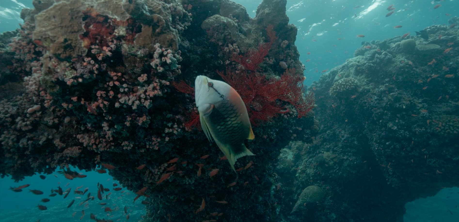 海底の樹下美人_4K