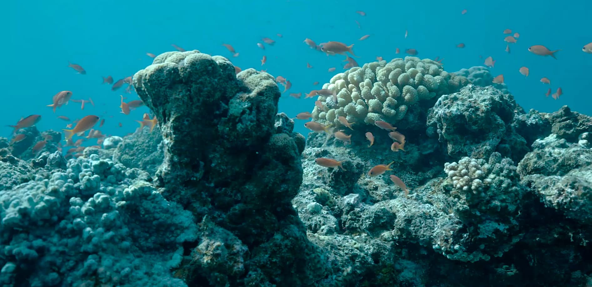 米原Wリーフの魚たち_4K