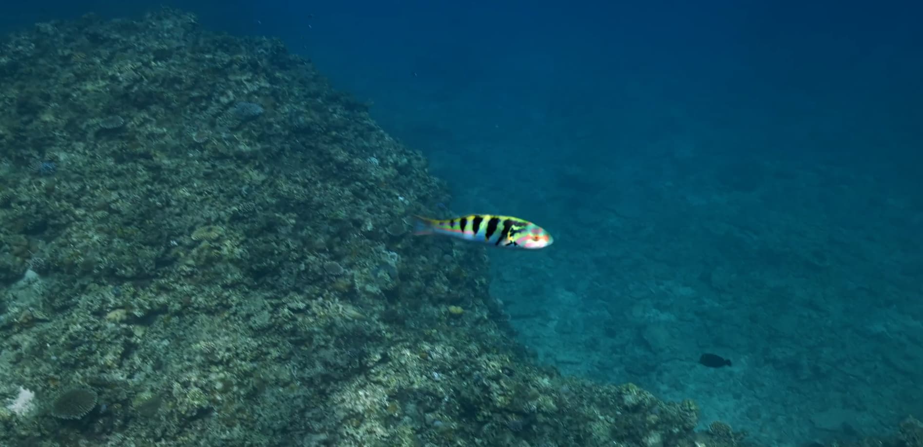 石垣島 崎枝南浜の海_8K