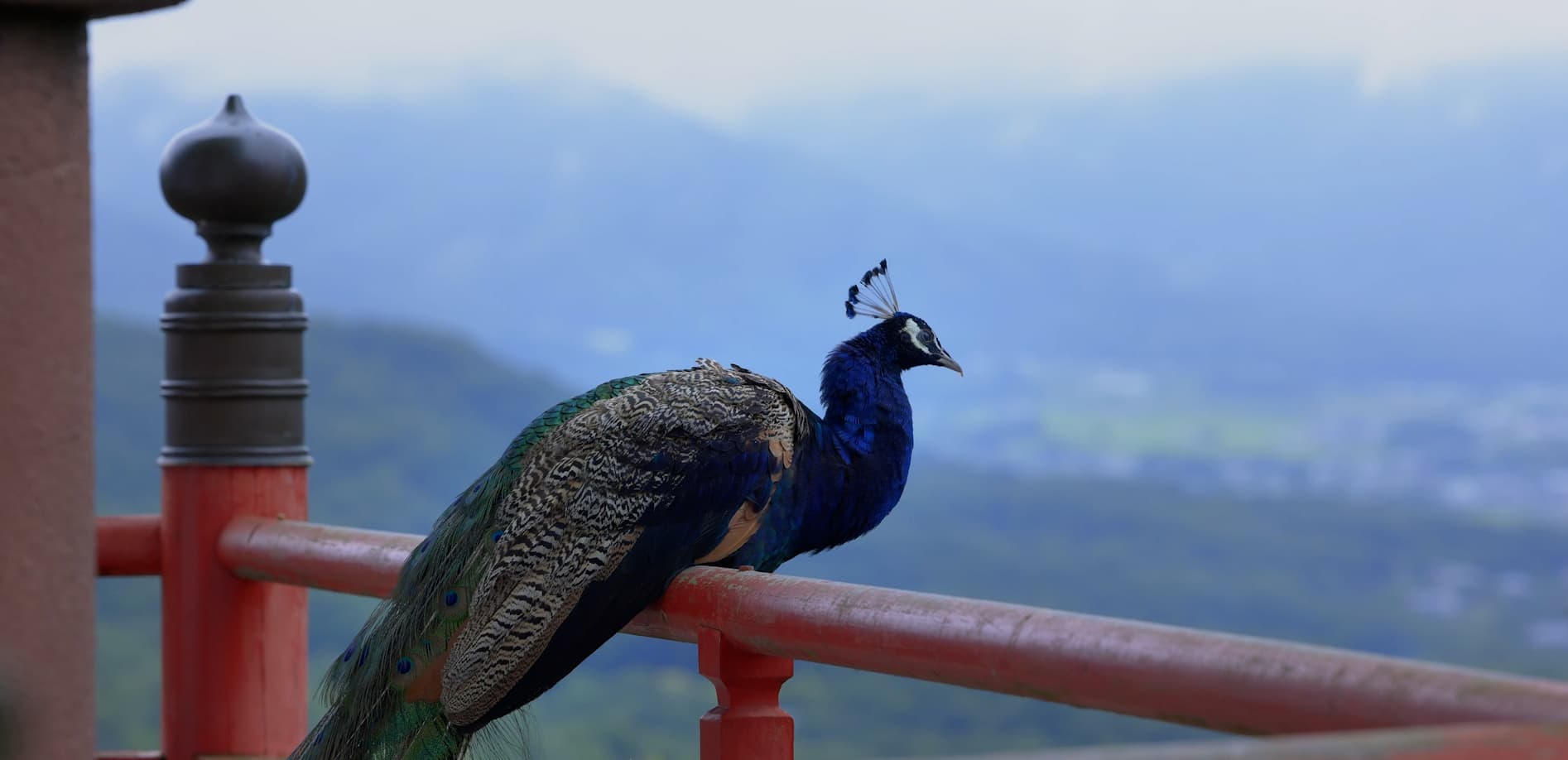 雨引観音の孔雀_8K