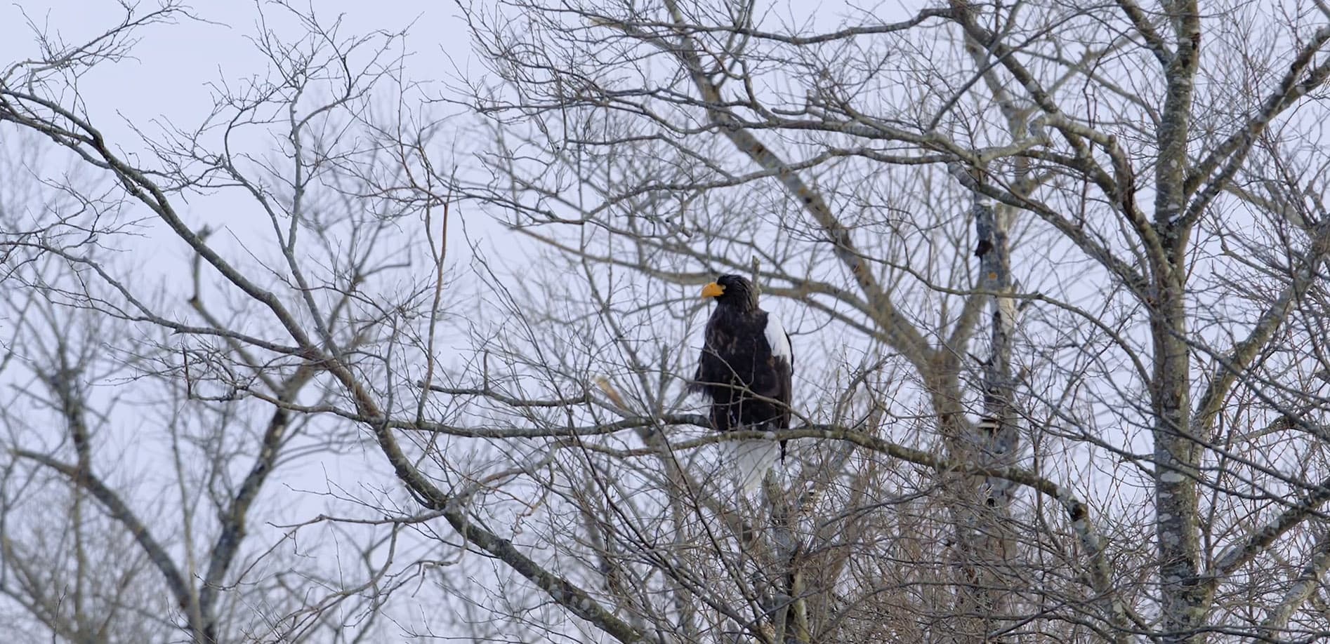 十勝平野 雪景色_12K
