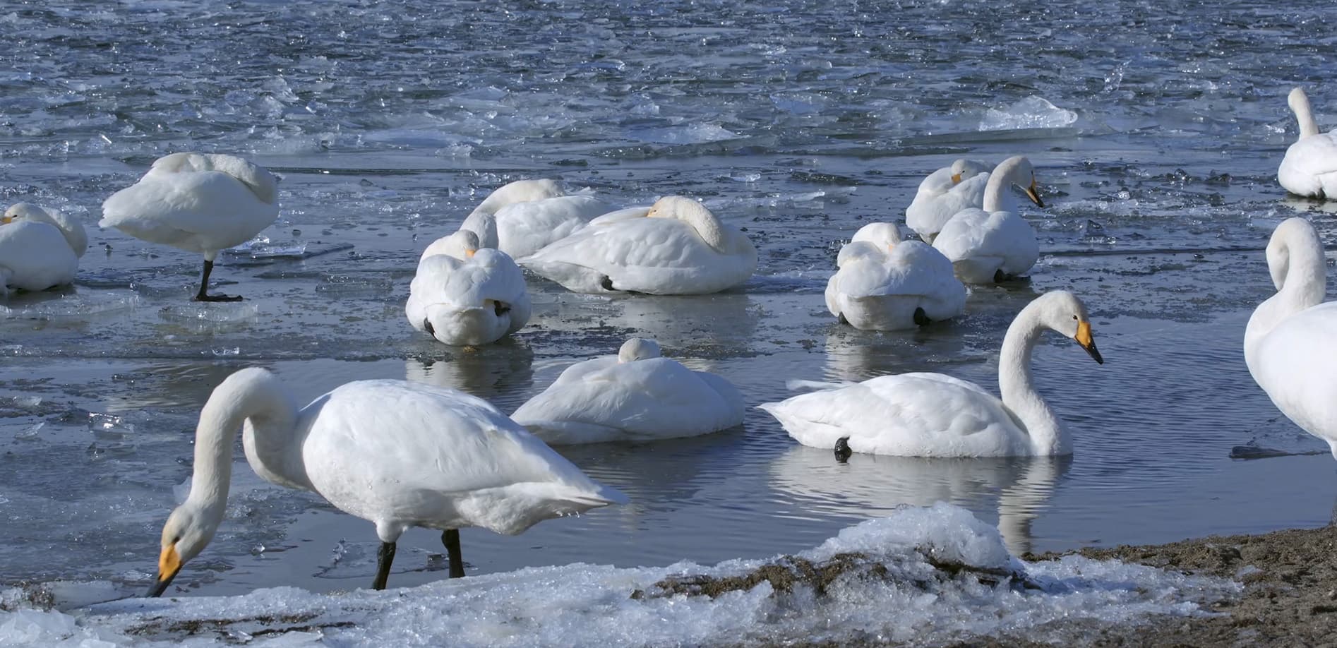 屈斜路湖と白鳥_12K