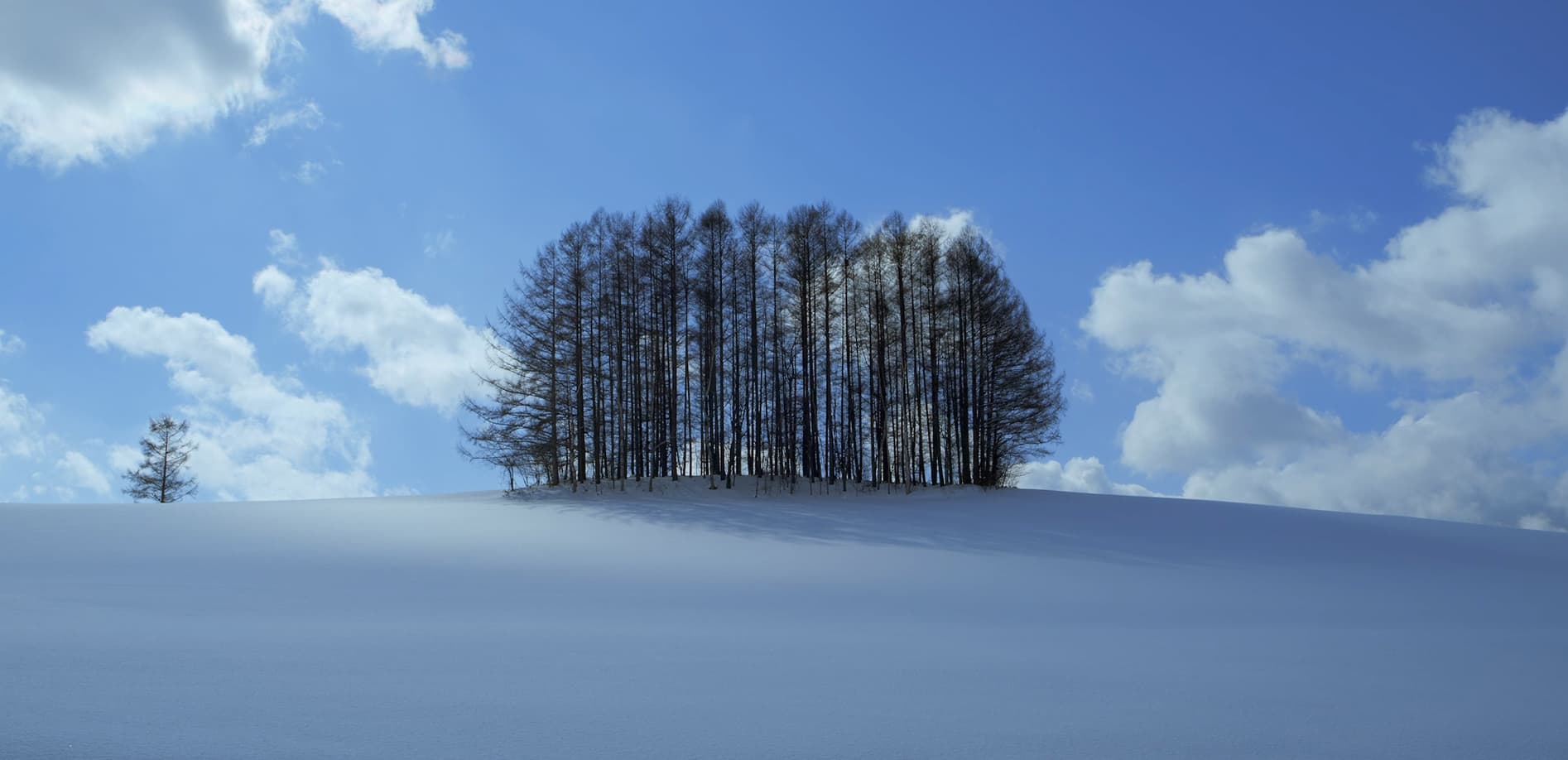 美瑛の冬 vol.2 光の雪原_12K