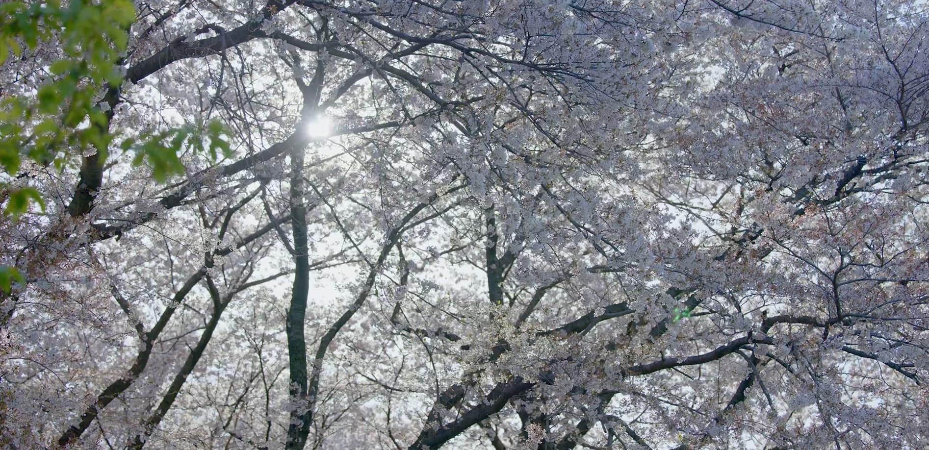 権現堂公園の春 8K