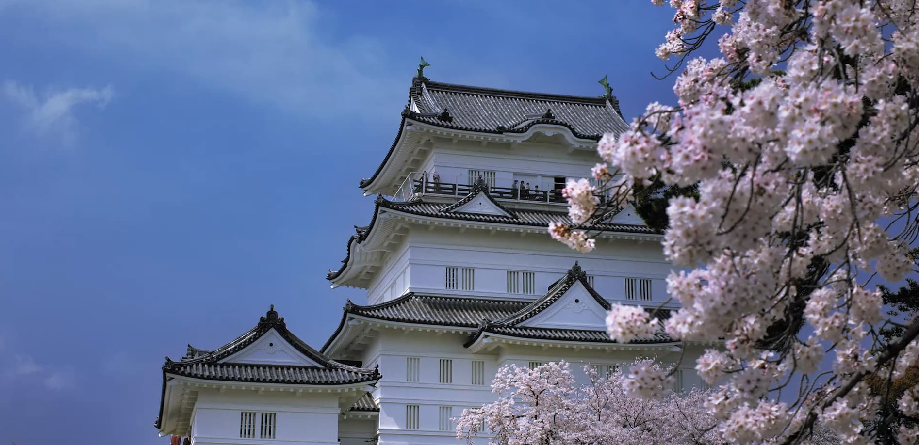 小田原城の桜_8K