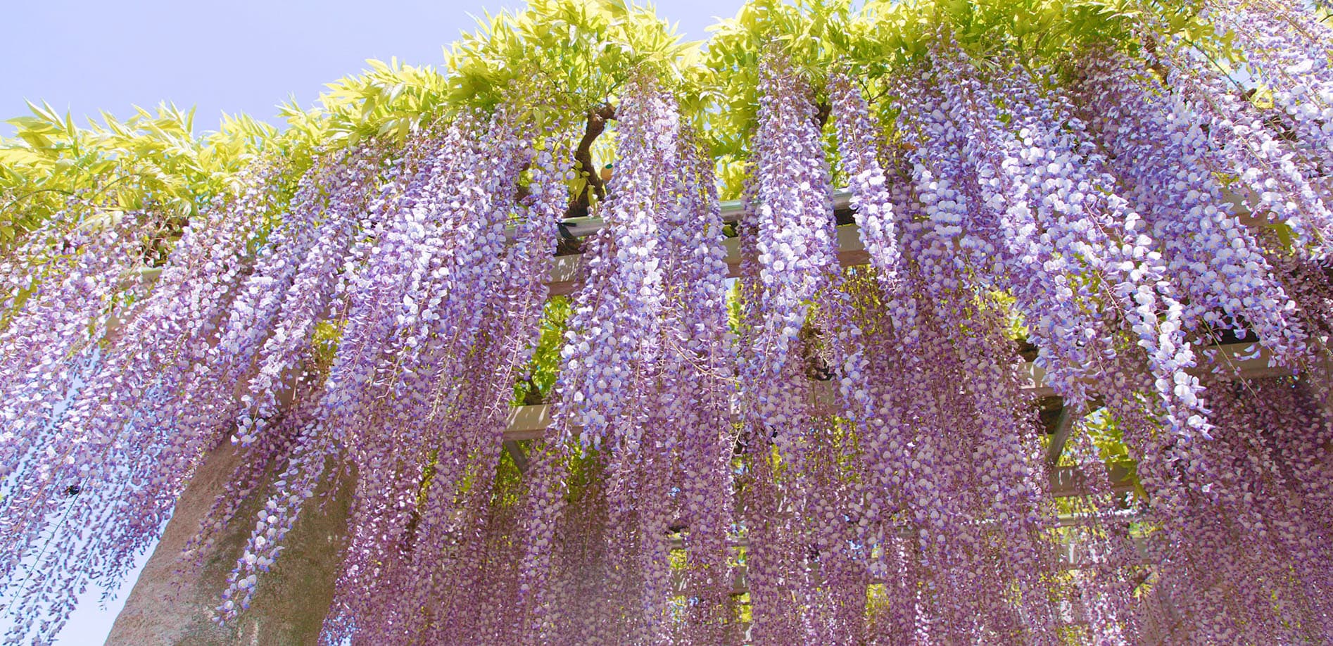 降りそそぐ藤の花_12K