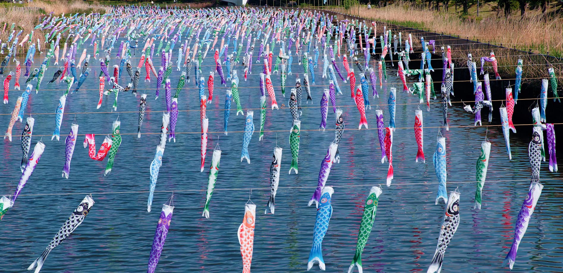 こいのぼりの里_12K