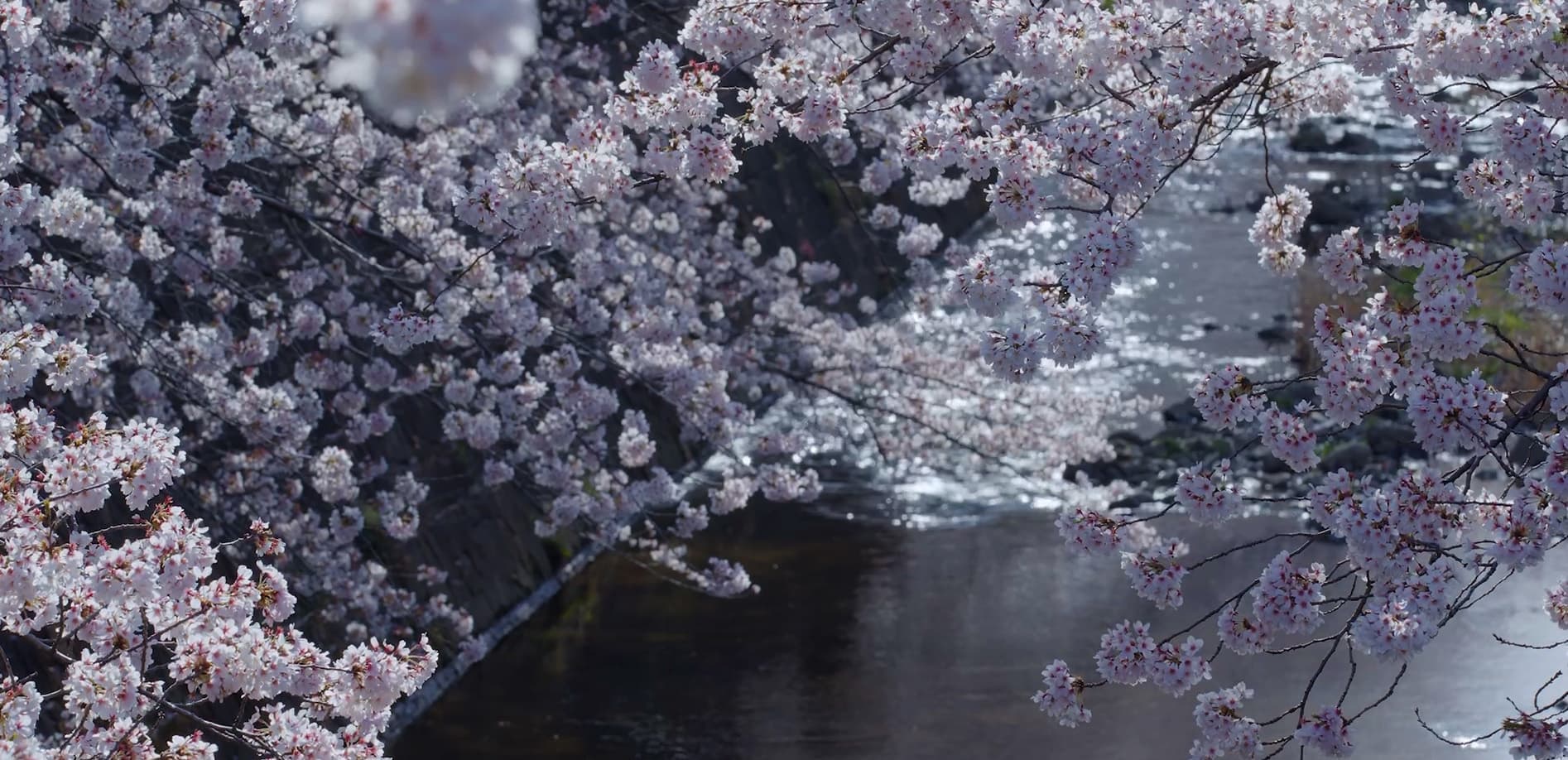 満開の桜_12K