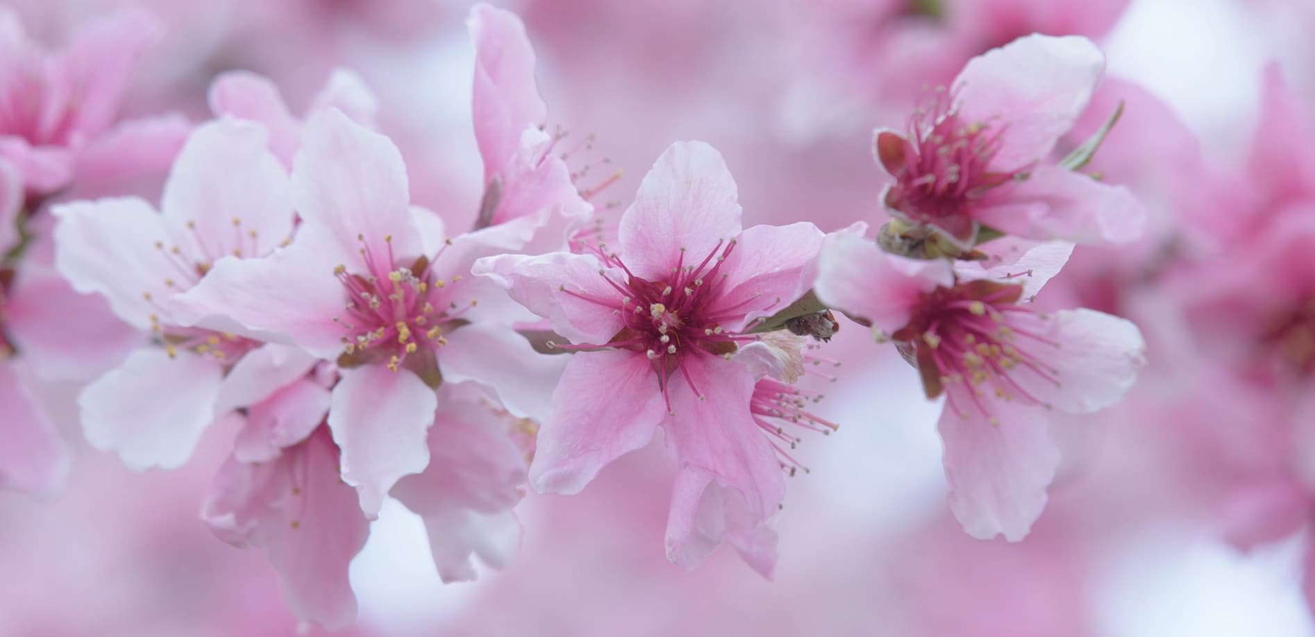 桃の里 春の笛吹_12K