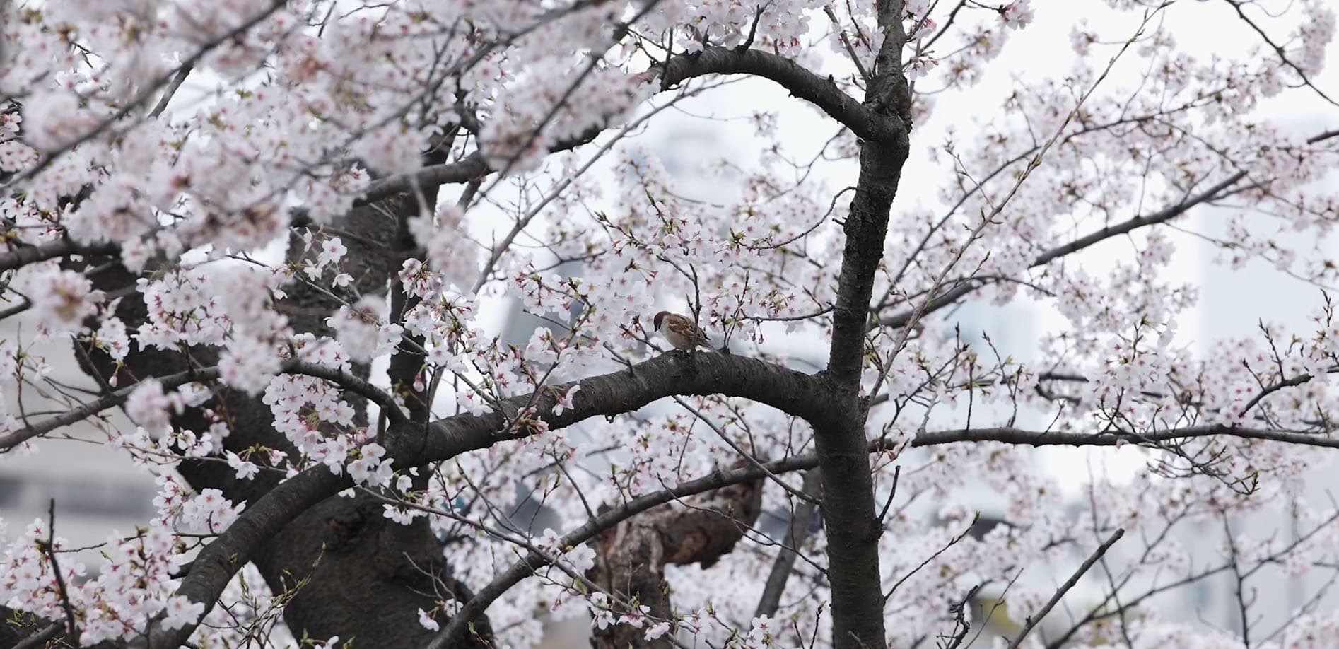 上野恩賜公園の桜
