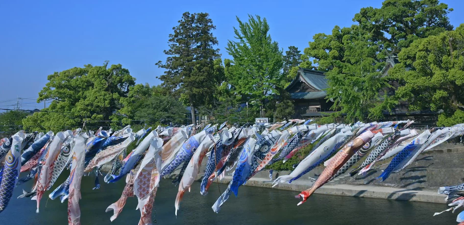 川上峡のこいのぼり_8K
