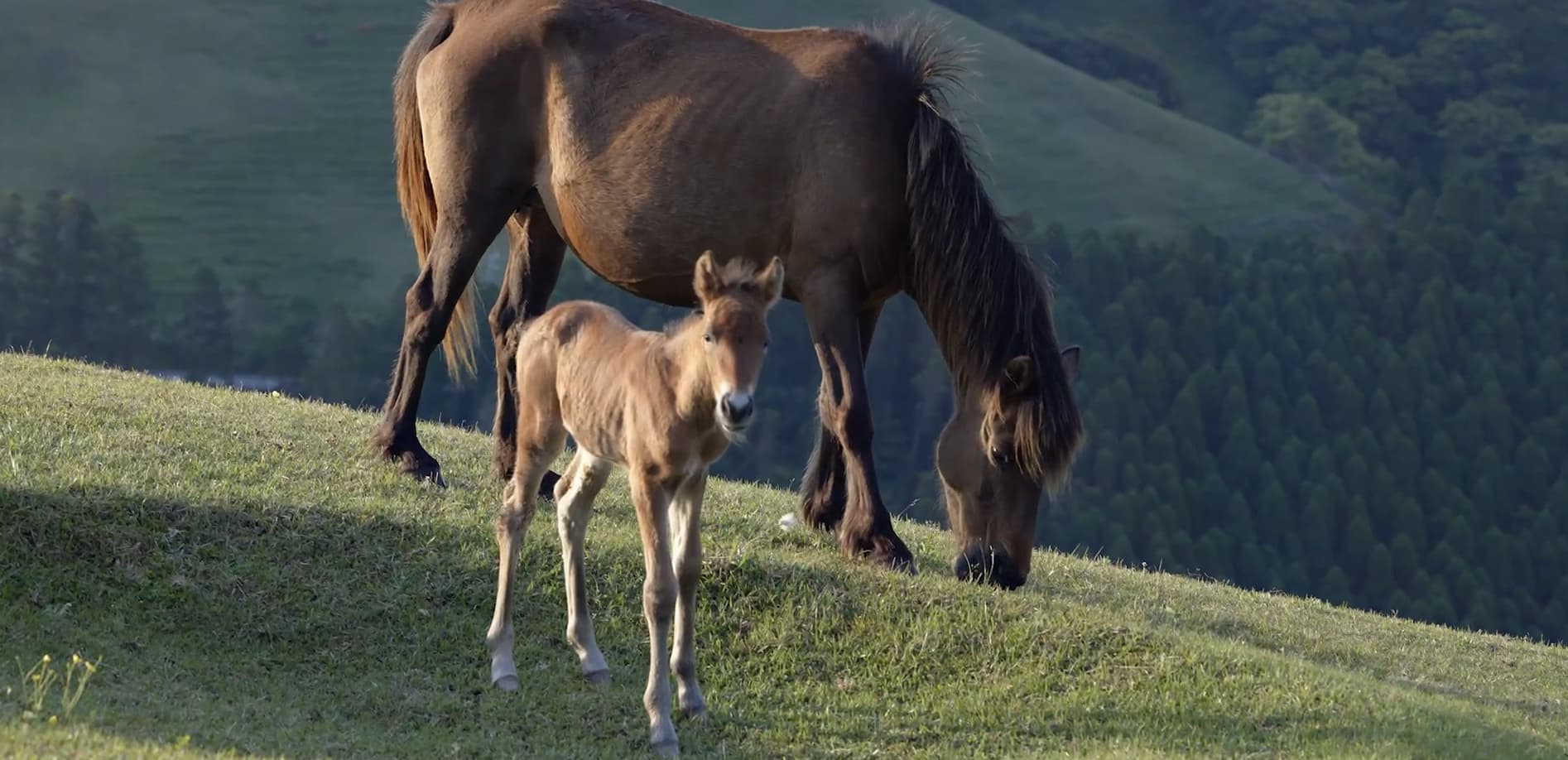 宮崎 都井岬の馬_8K