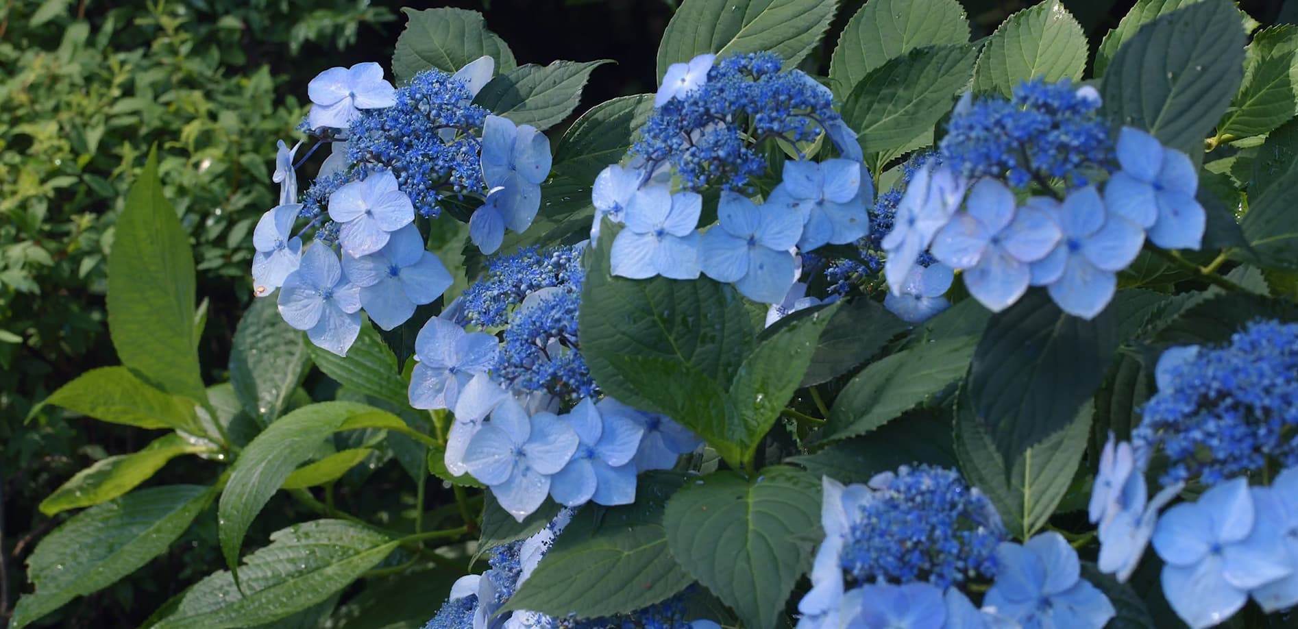 紫陽花の季節_12K