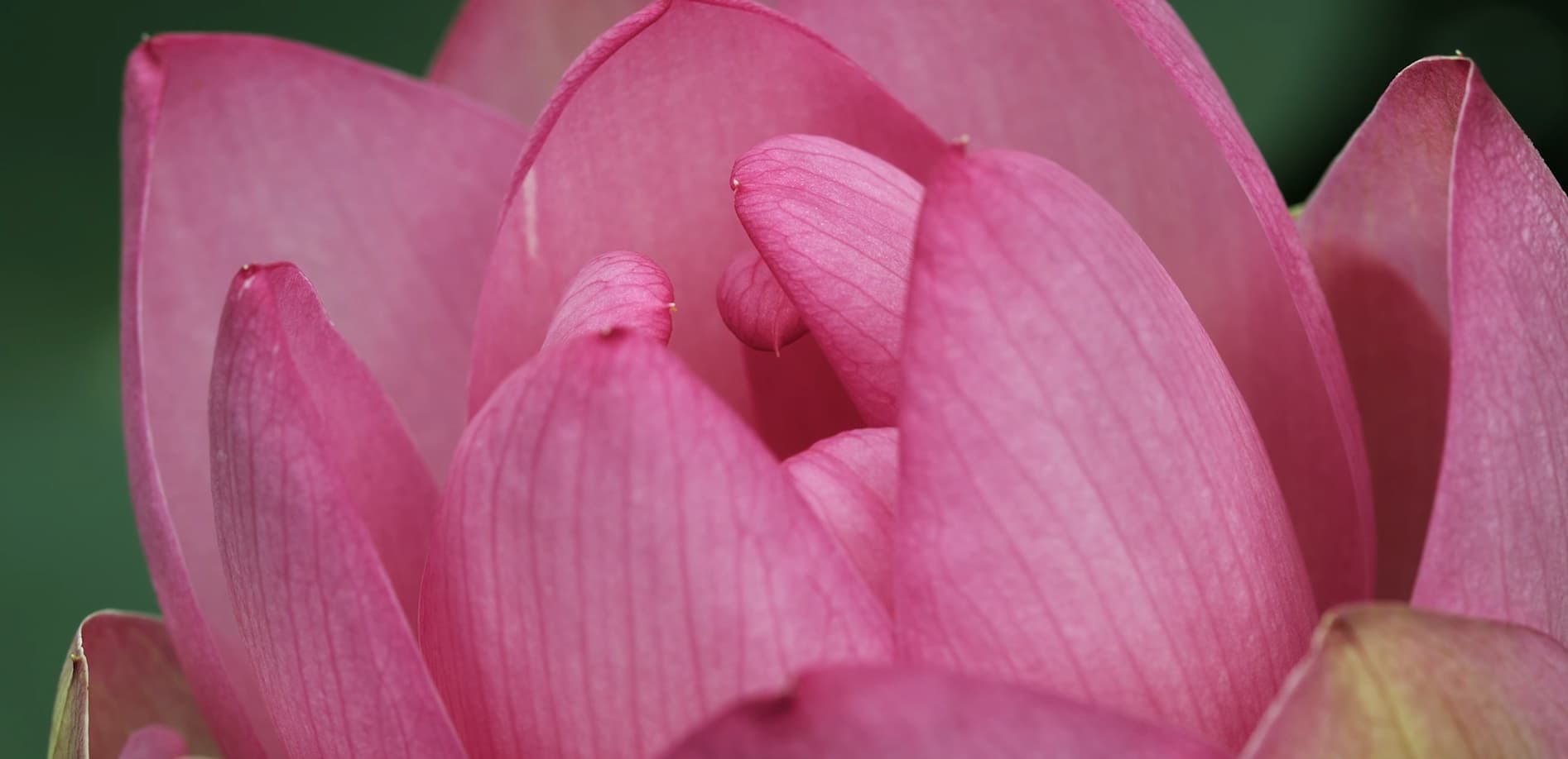 穴山 花の谷 大賀ハス_12K