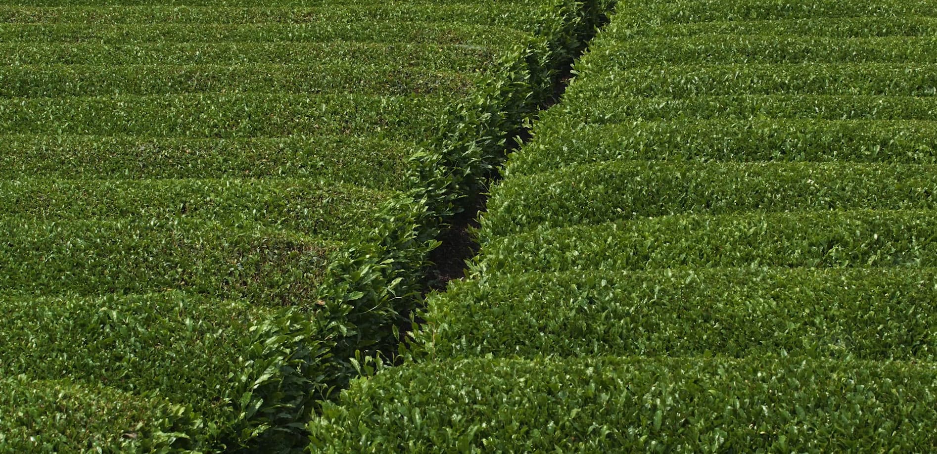 富士の見える茶畑