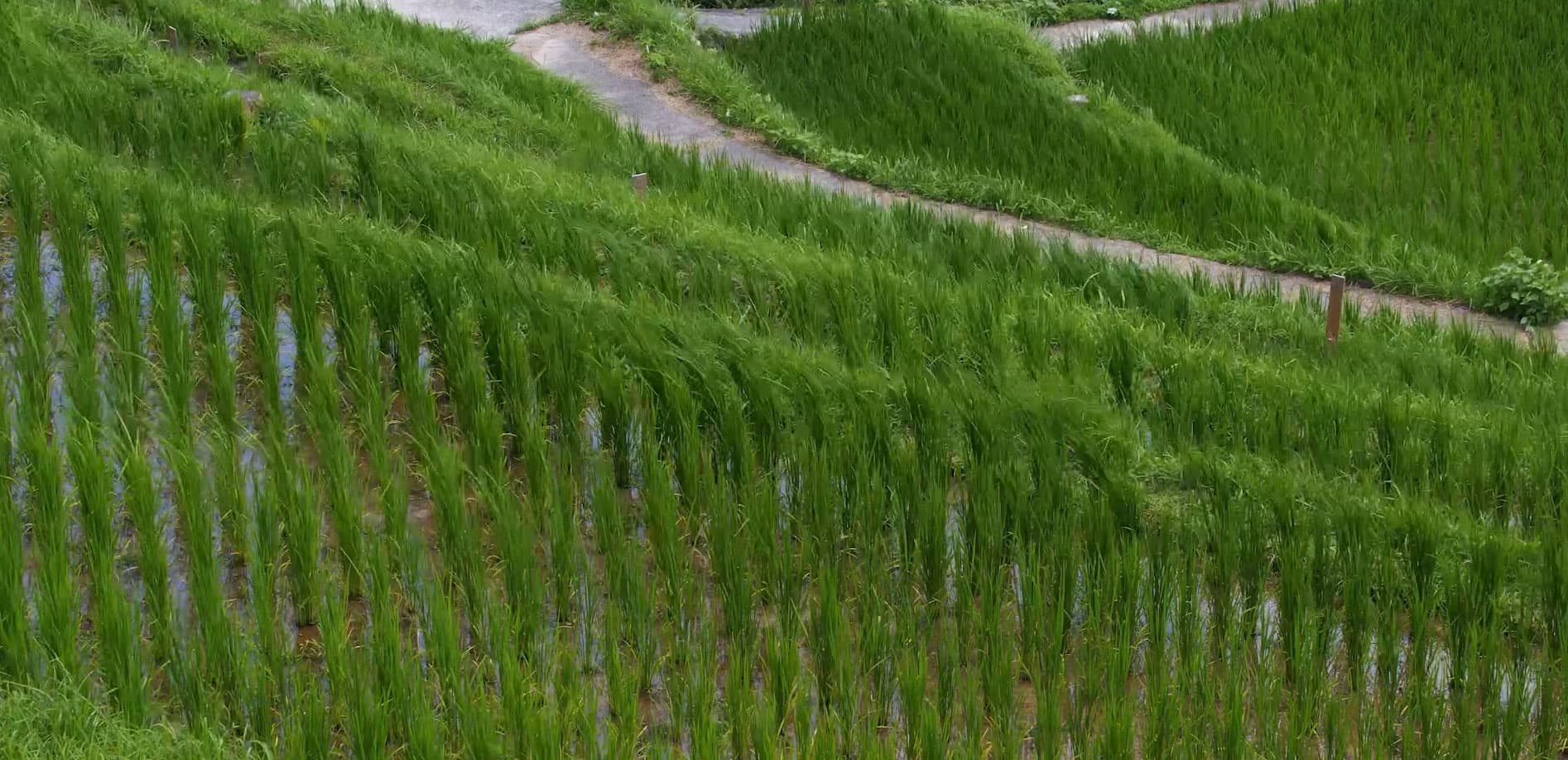 三重 丸山千枚田