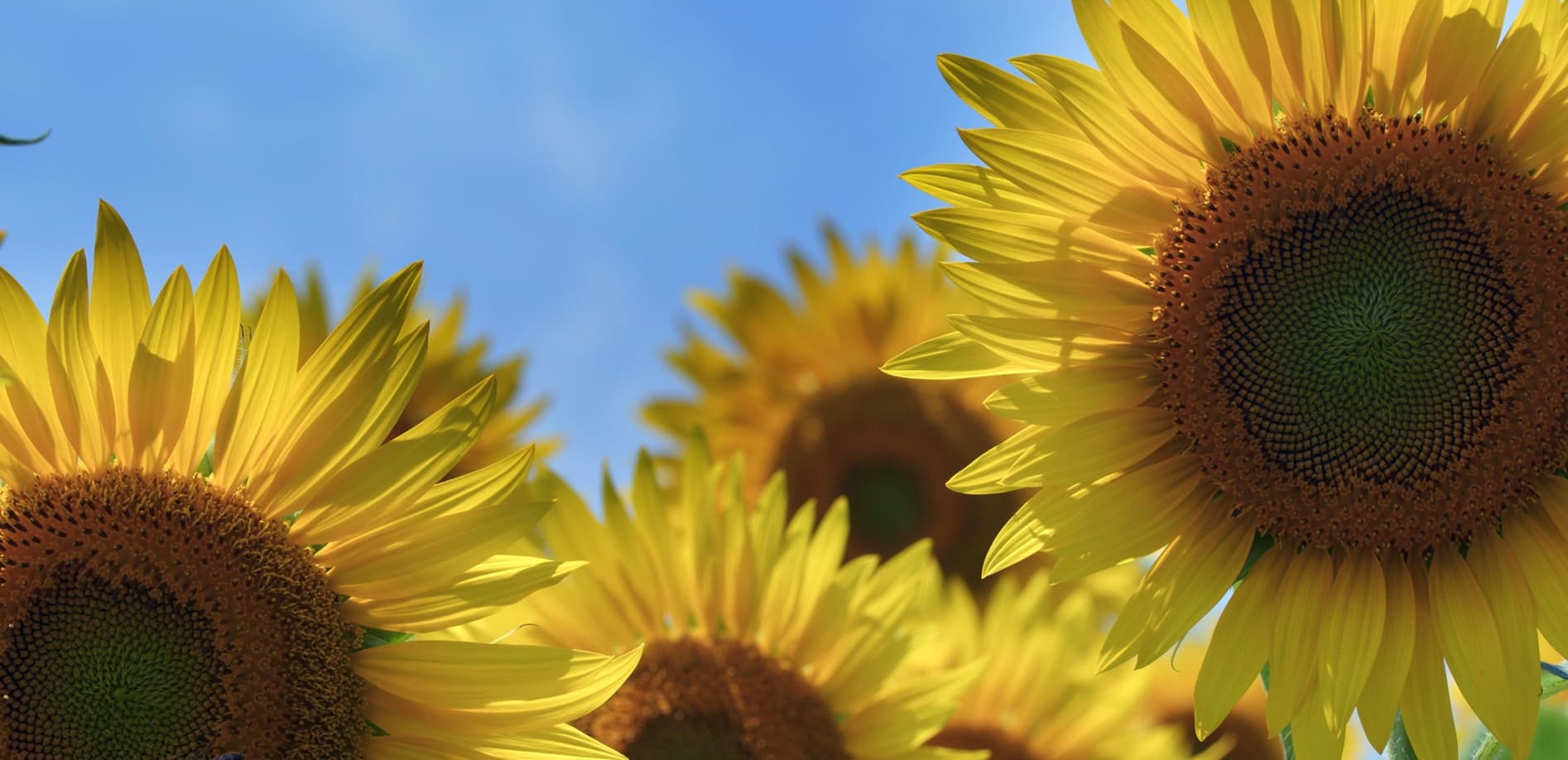 山梨_ひまわり畑_12K