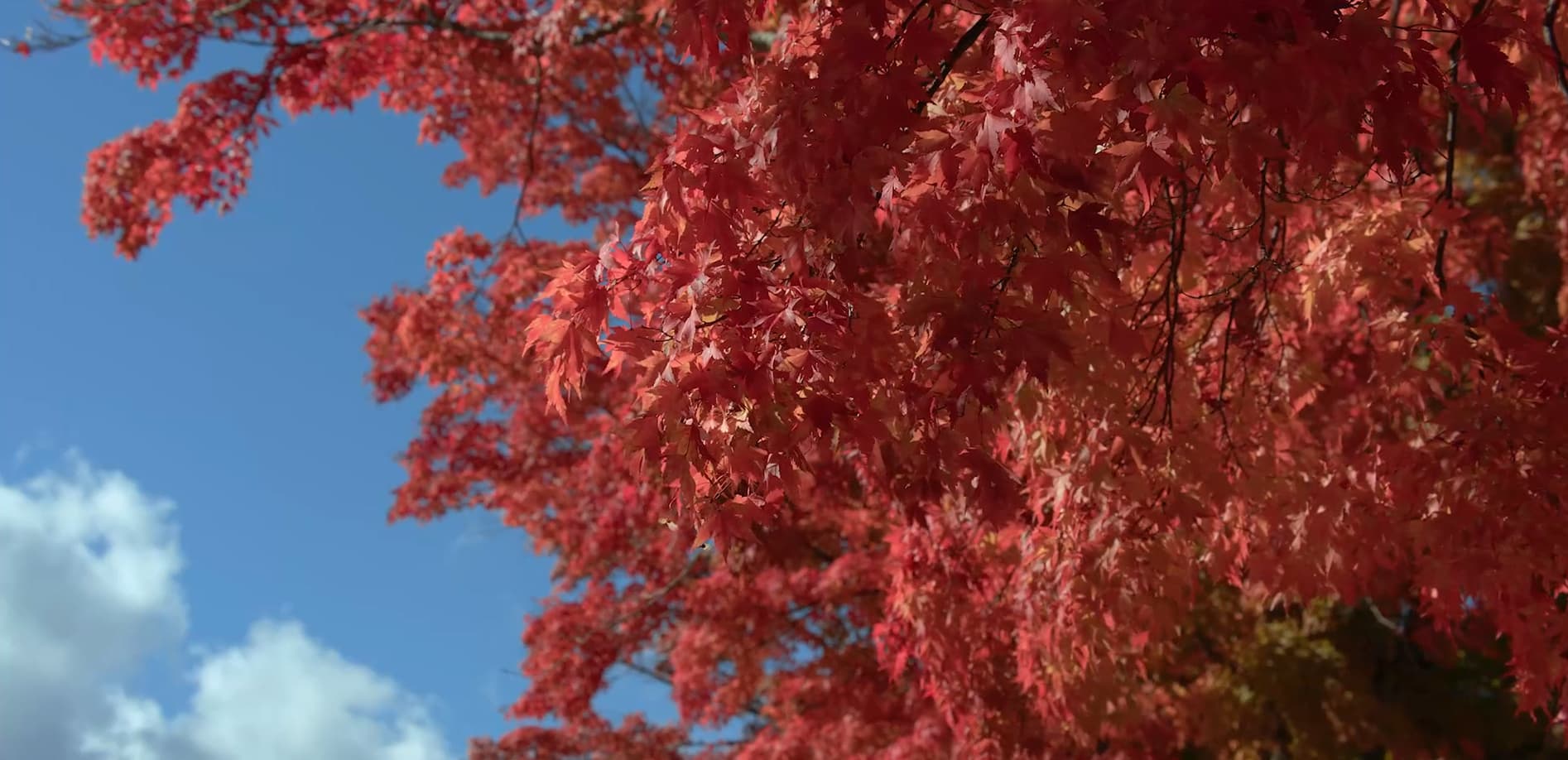 日光 中禅寺湖の紅葉_12K 