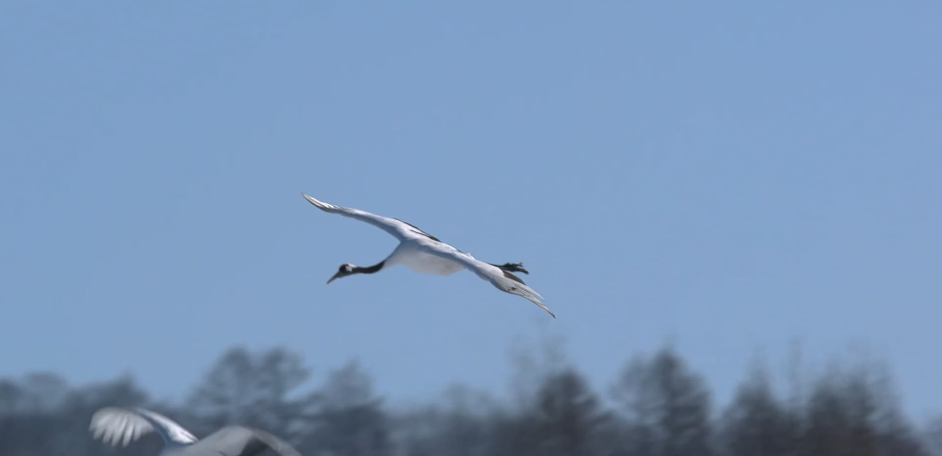 釧路湿原 タンチョウの楽園 Vol.2_12K