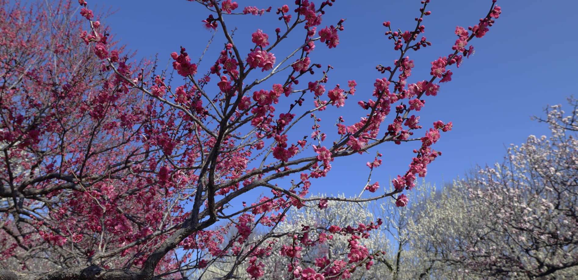 梅の楽園_8K