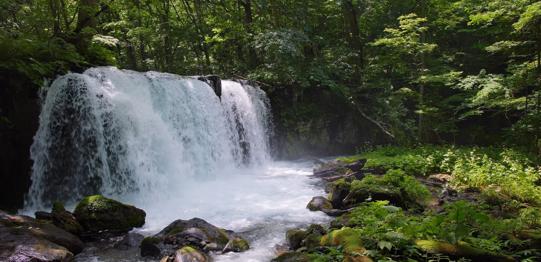 緑の奥入瀬渓流_8K 