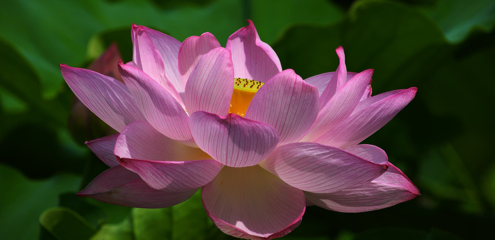 上野 不忍池のハス_12K