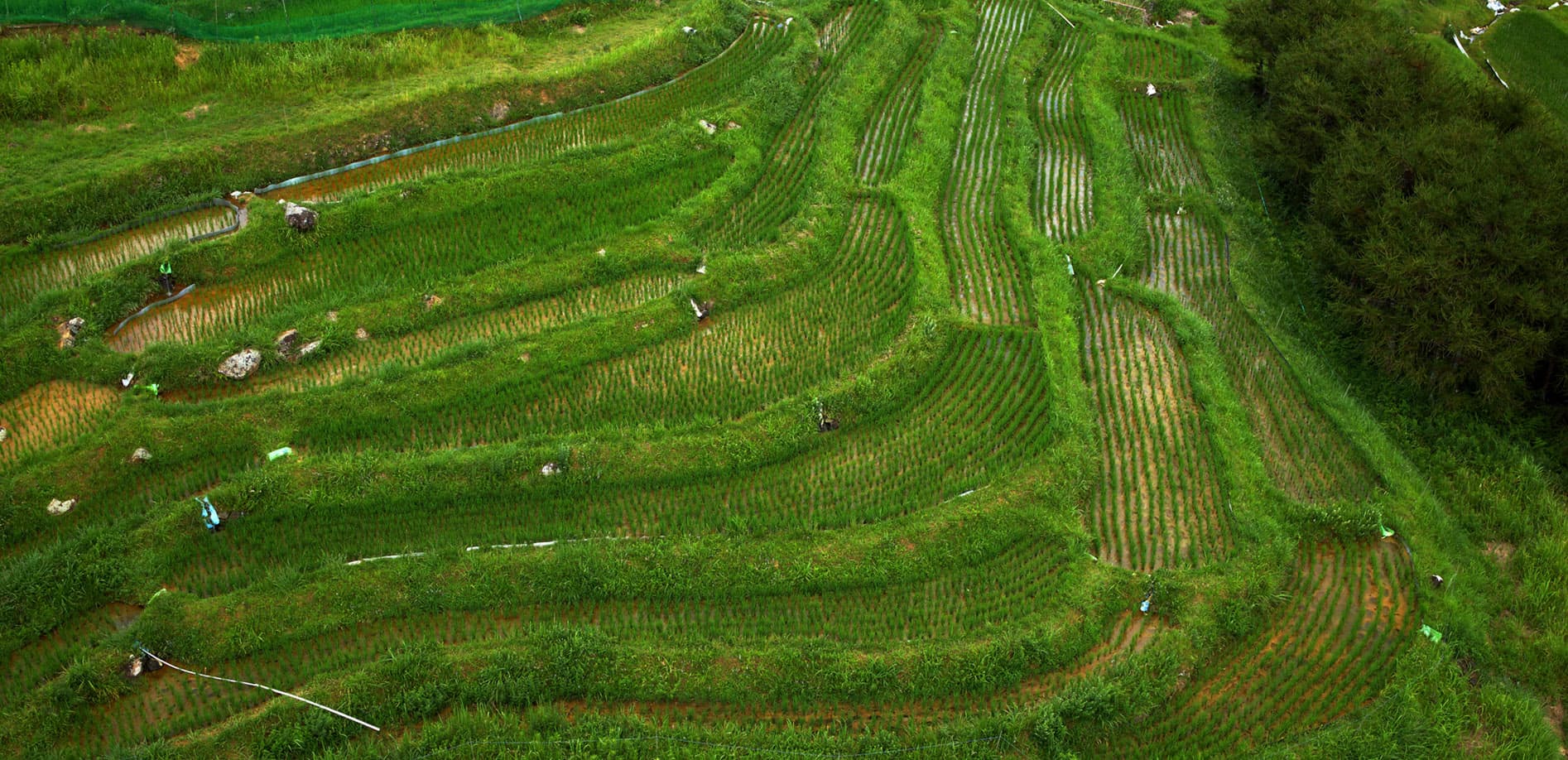 浜松 久留女木の棚田_8K
