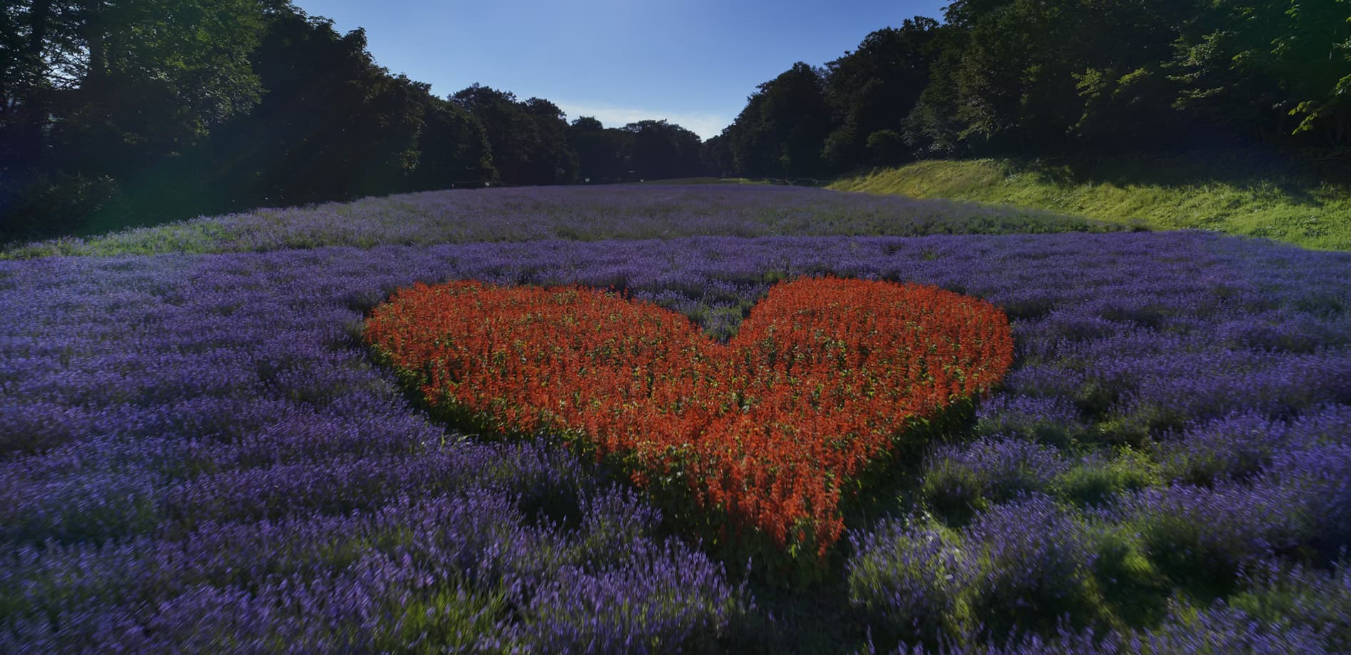 群馬 ラベンダー畑を飛ぶ_8K