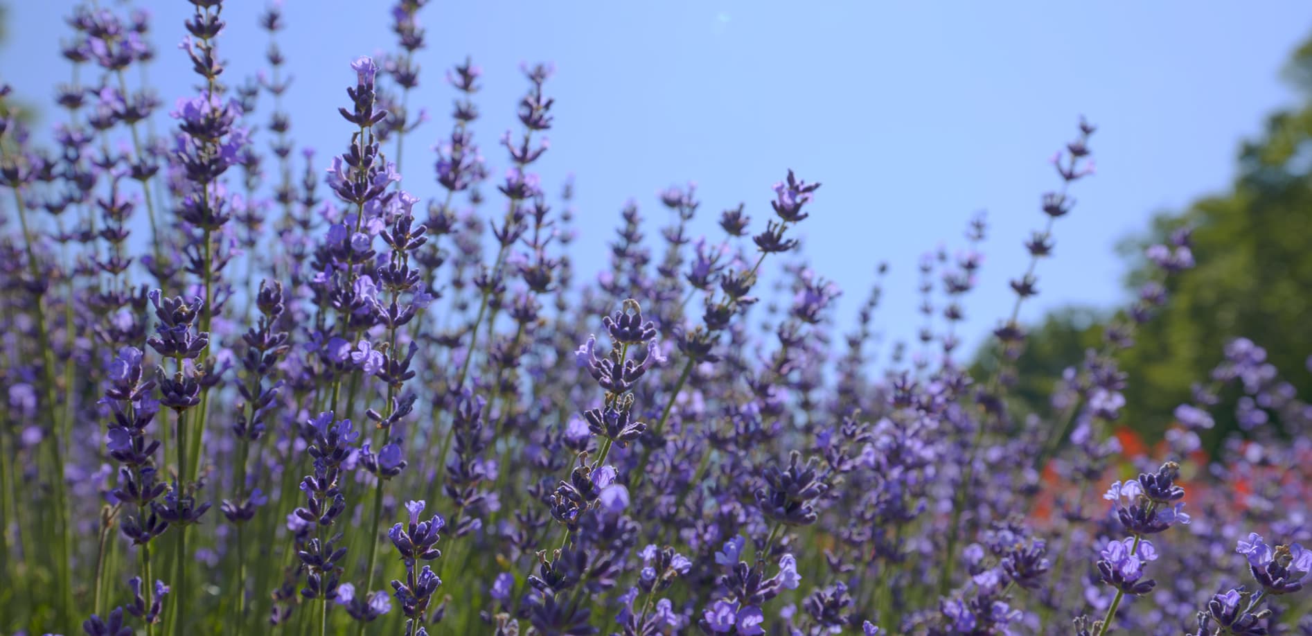 ラベンダー 紫の花_8K