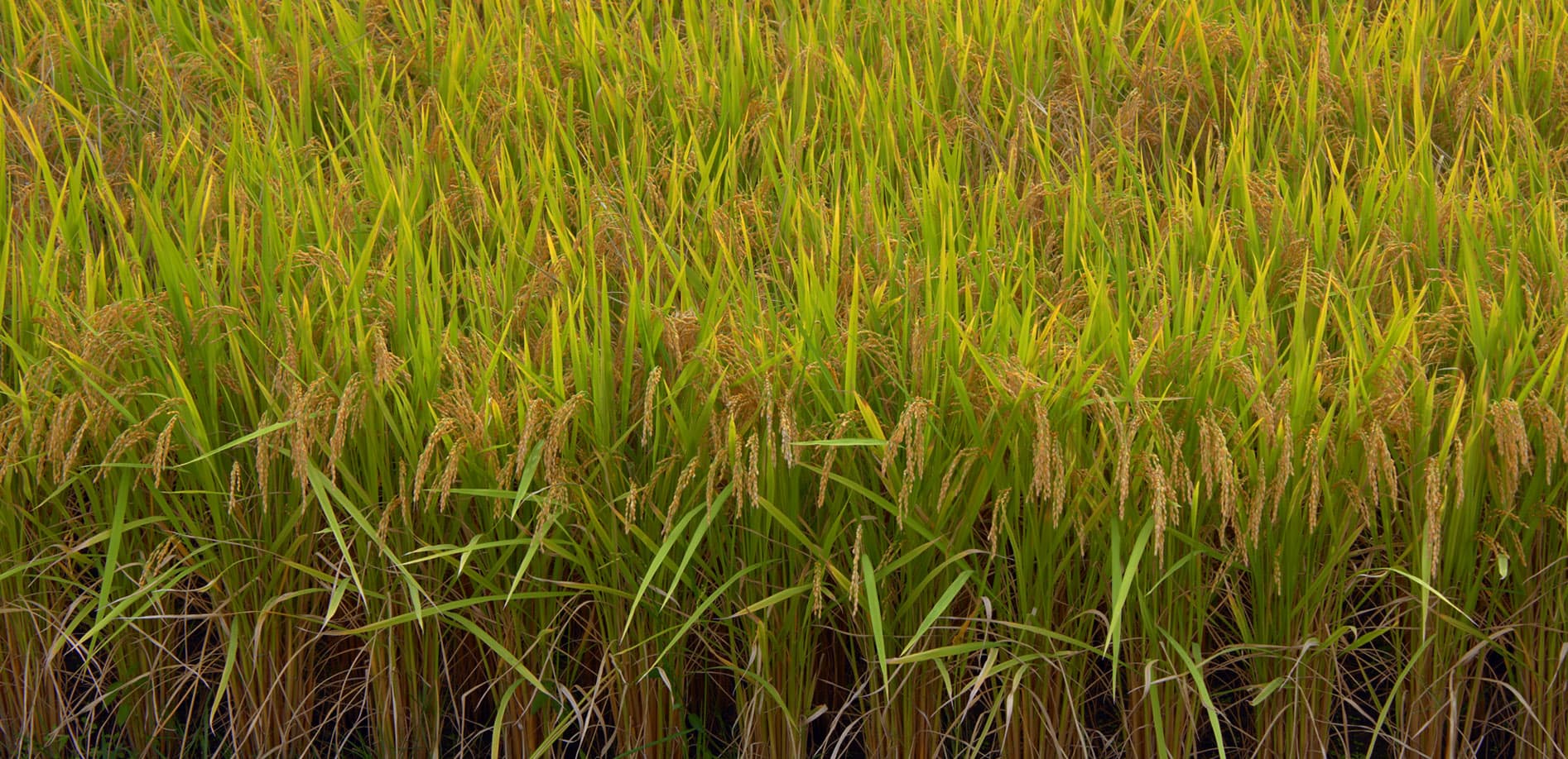 山形  秋の田園風景