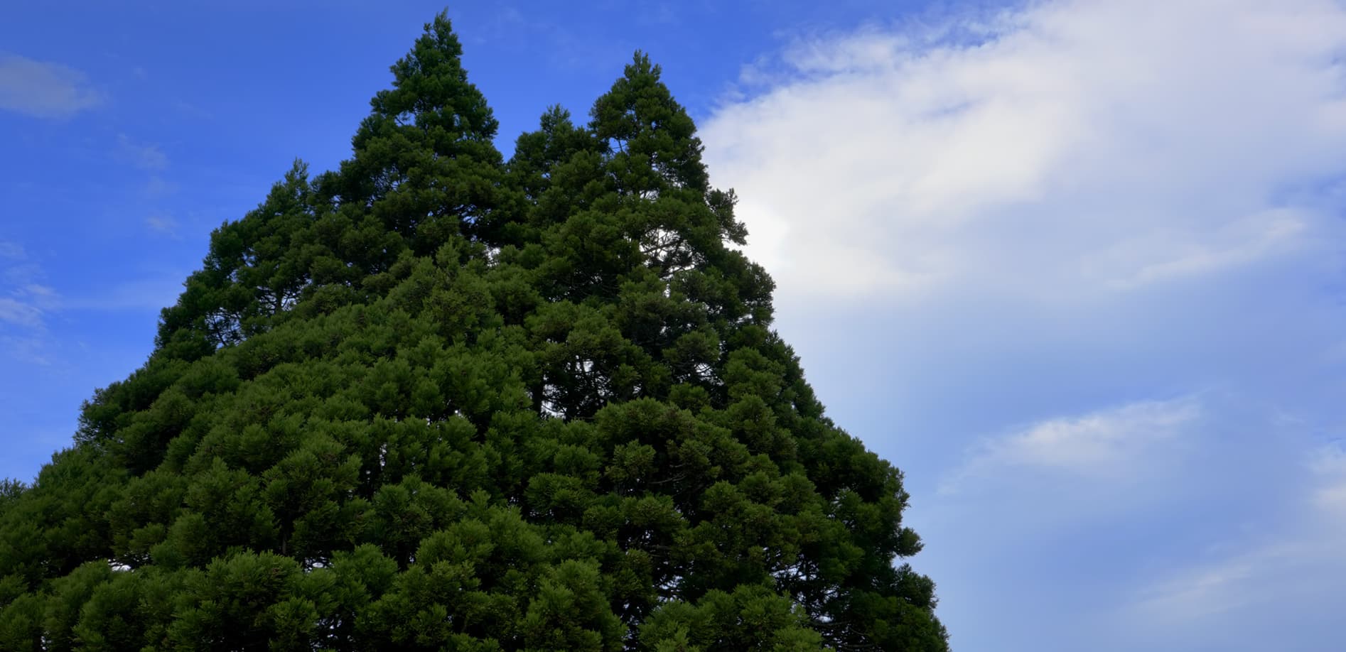 山形 トトロの木(小杉の大杉）