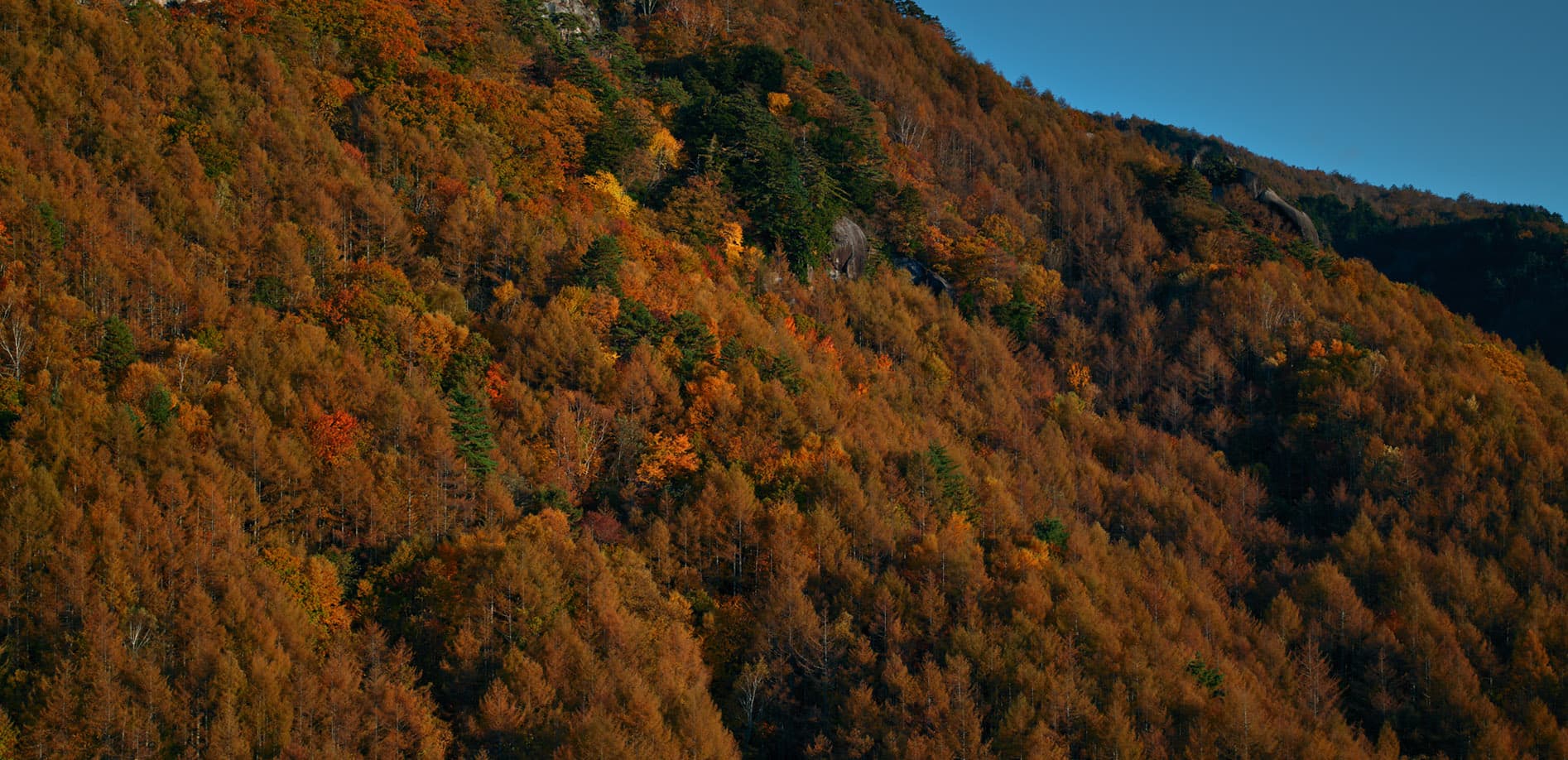山梨 瑞牆山の紅葉_8K