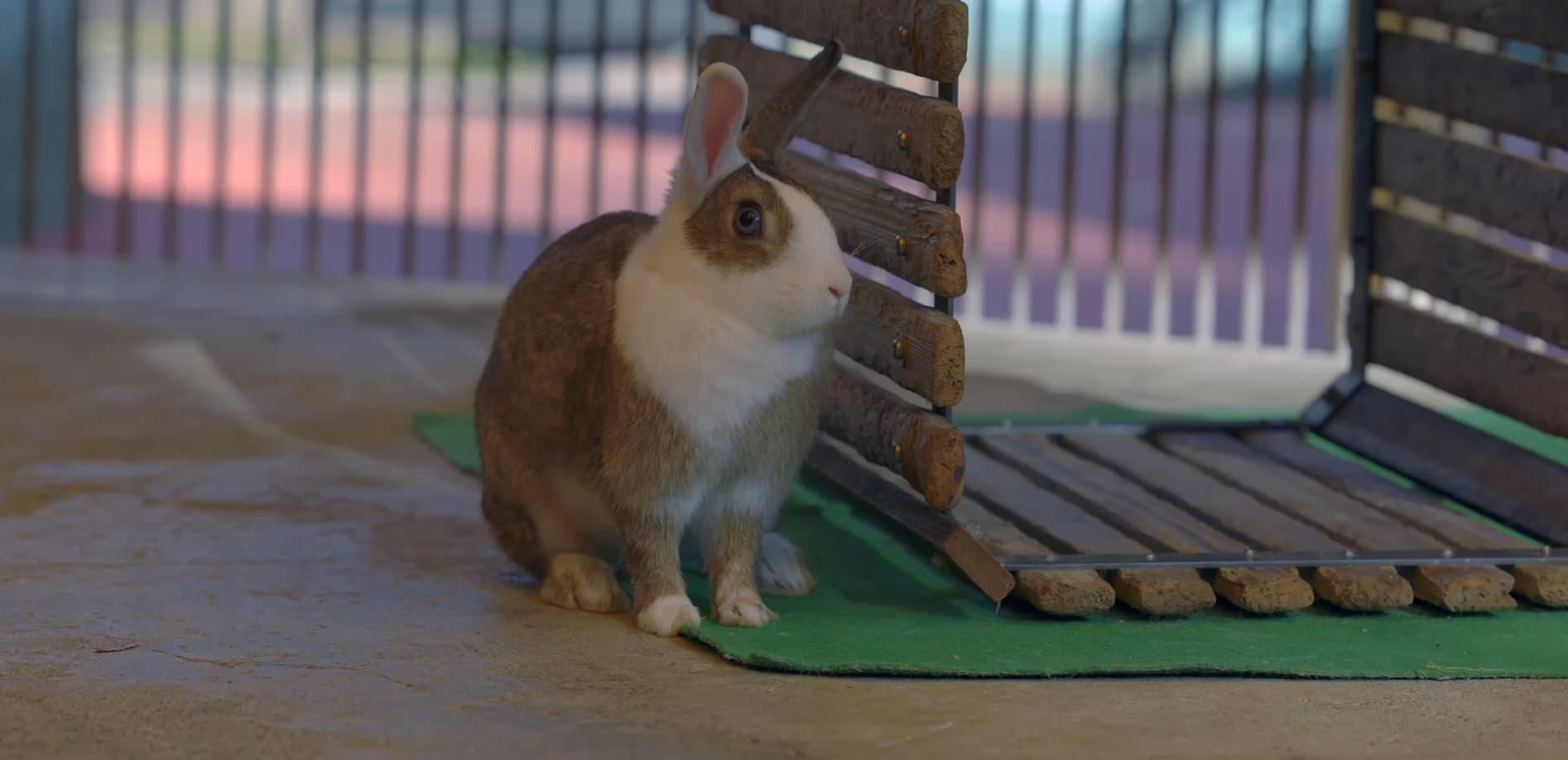 町田リス園の動物たち Vol.1 ウサギとモルモット_8K