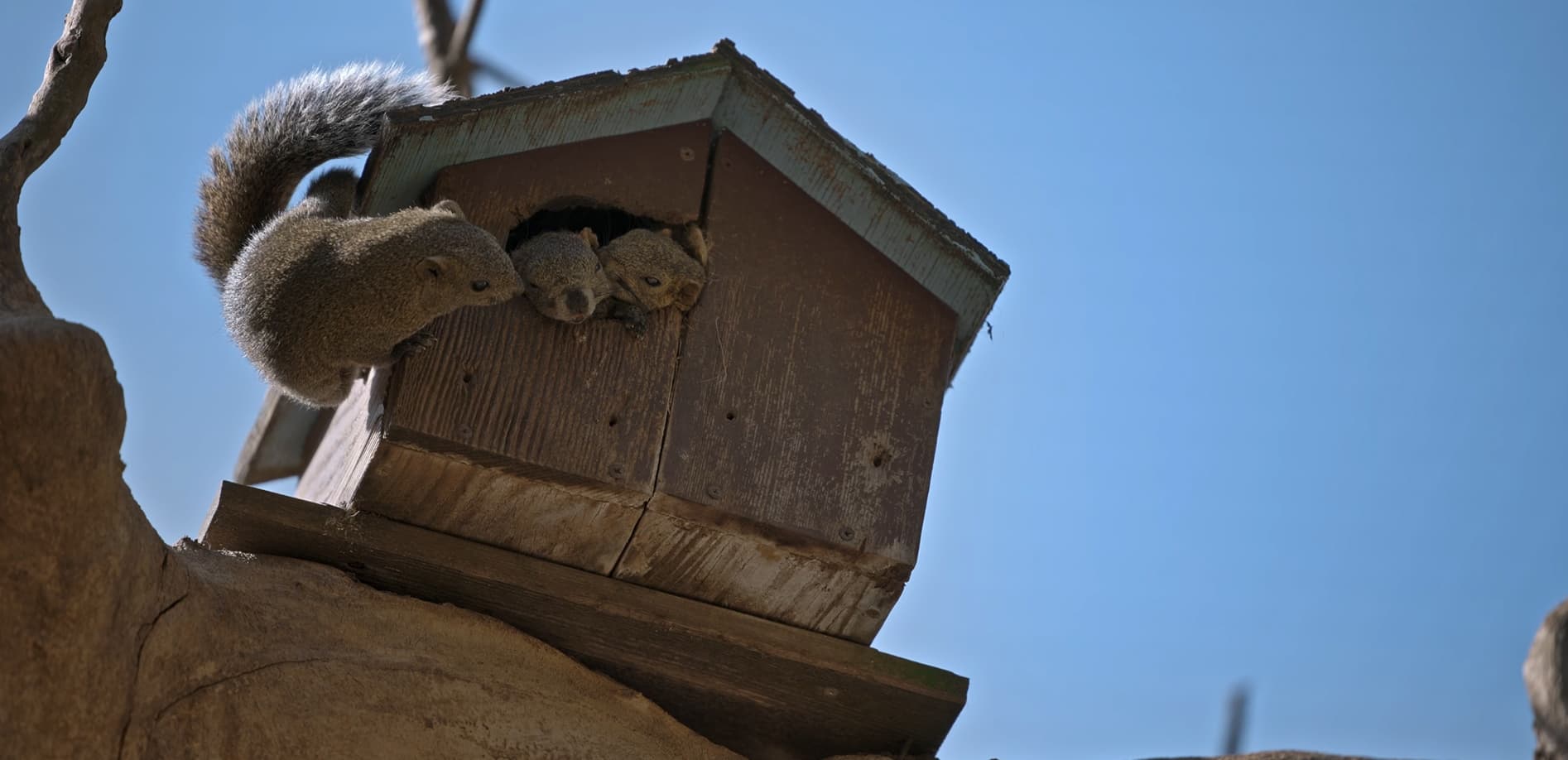 町田リス園の動物たち Vol.2 タイワンリス_8K