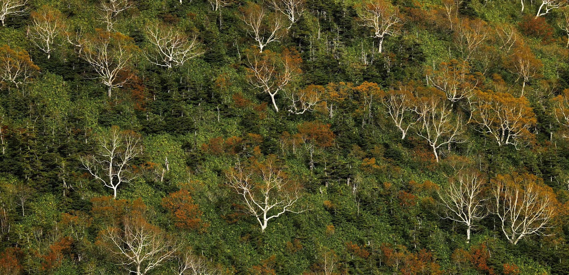 信州 秋の絶景シリーズ Vol.11 天狗原と白馬大池_8K