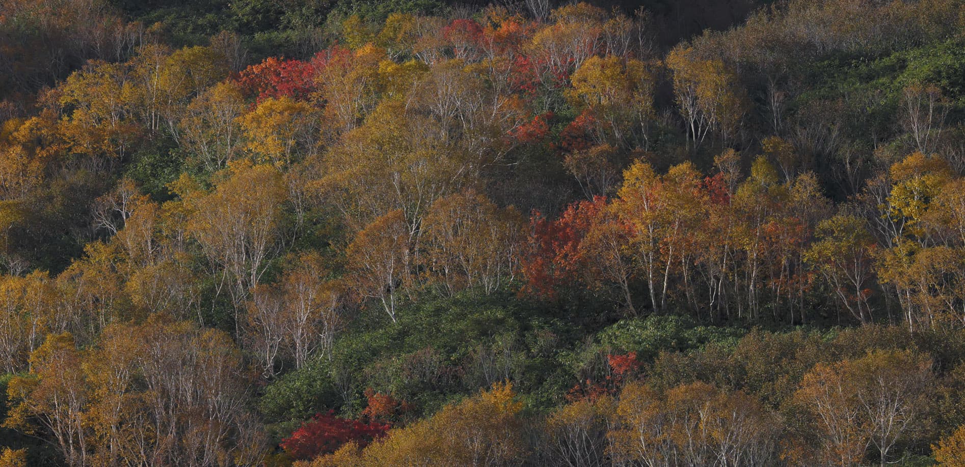 信州 秋の絶景シリーズ Vol.12 栂池自然園_8K