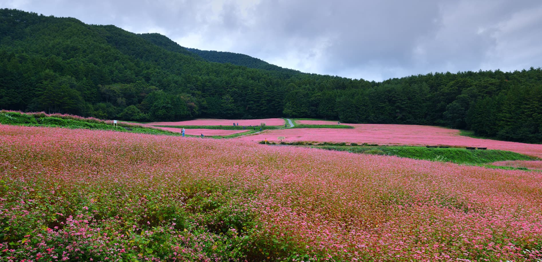 長野 赤そばの里_8K