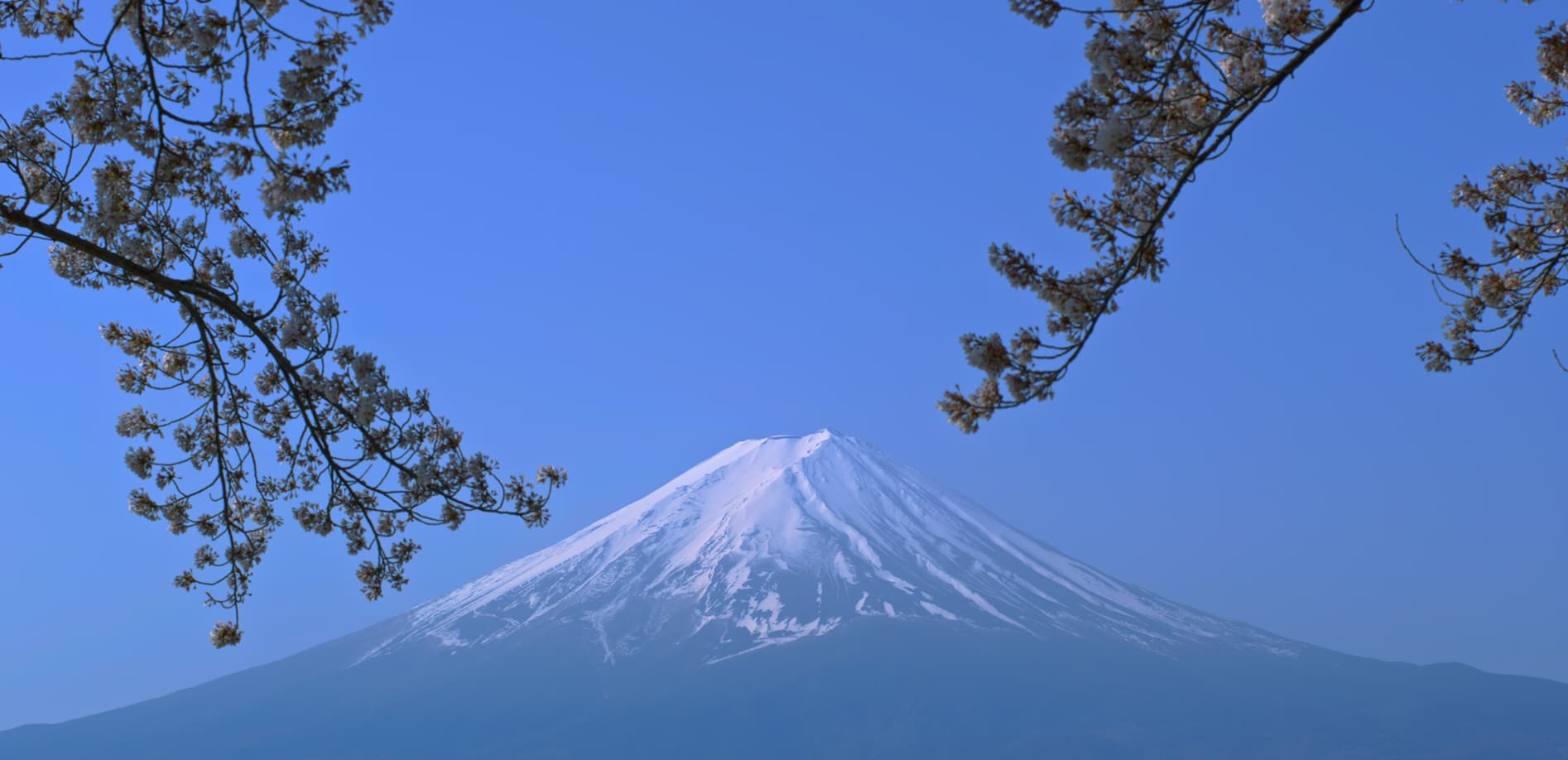 河口湖 富士と桜_8K