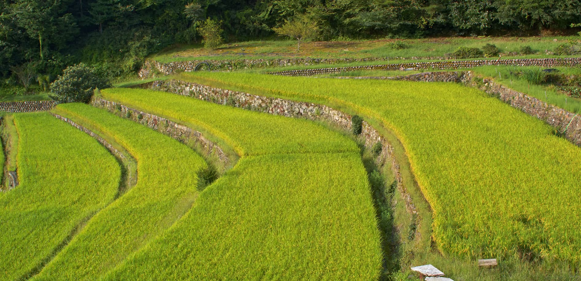 岐阜 上代田棚田_12K