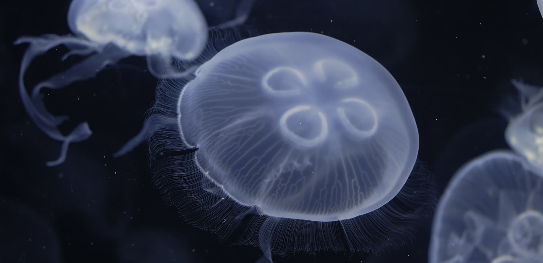 クラゲたちの世界_8K