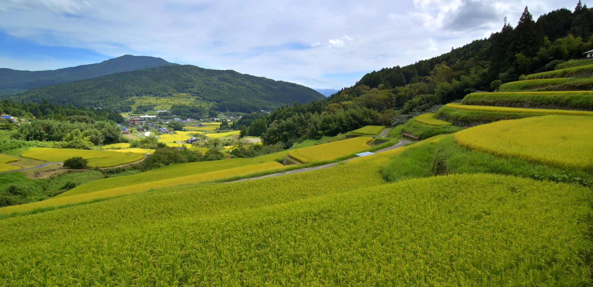 岐阜 坂折棚田_12K