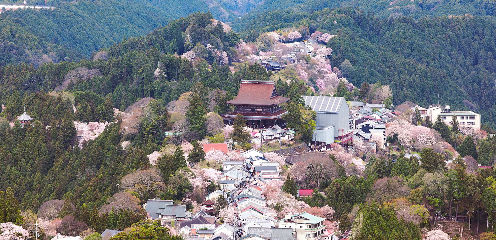 吉野山 上千本の桜_8K 令和版