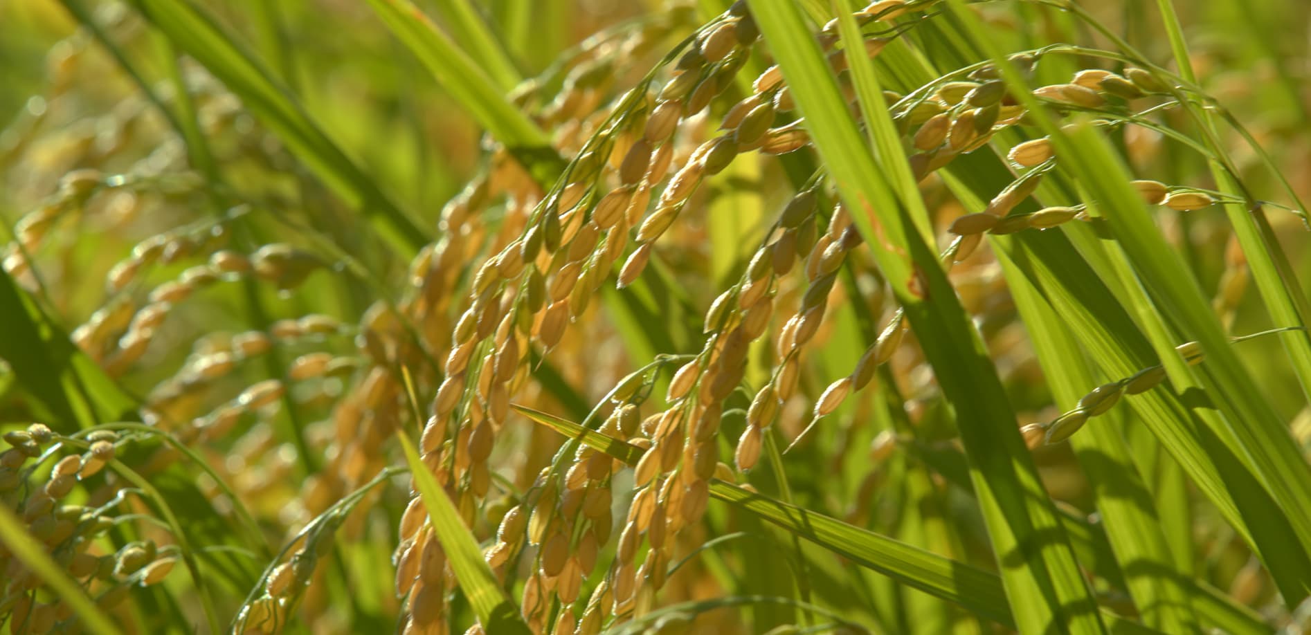 丸山千枚田 Vol.1 再訪 12K