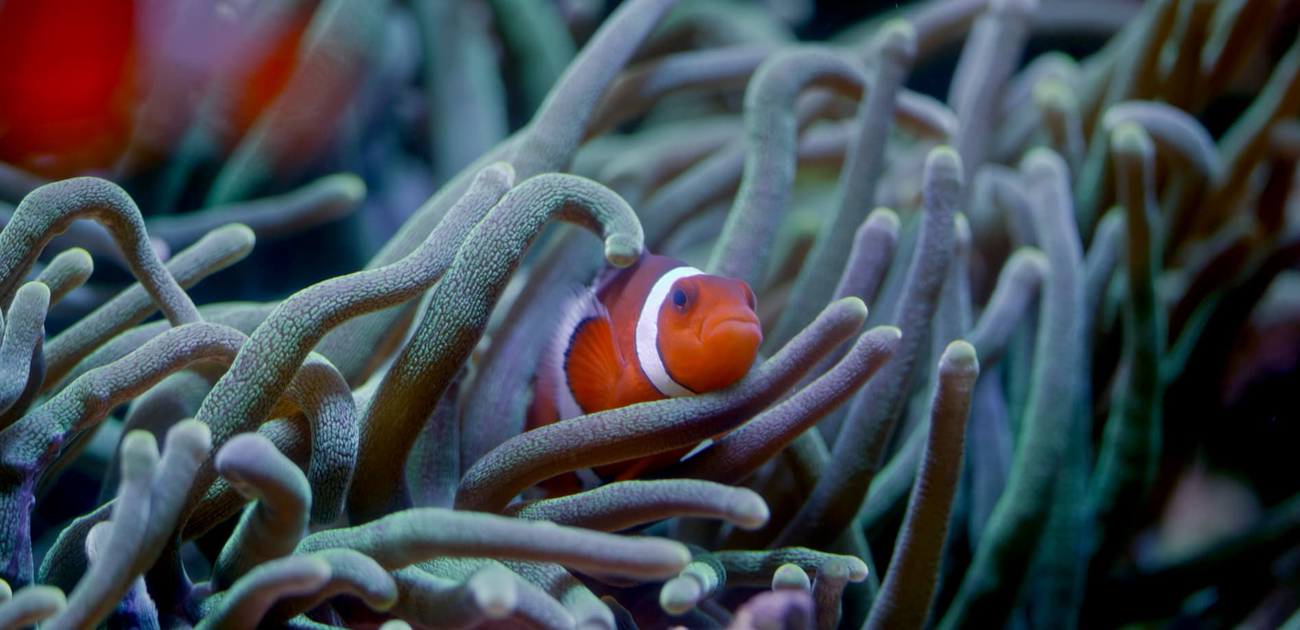 水族館 共生する生き物たち_8K