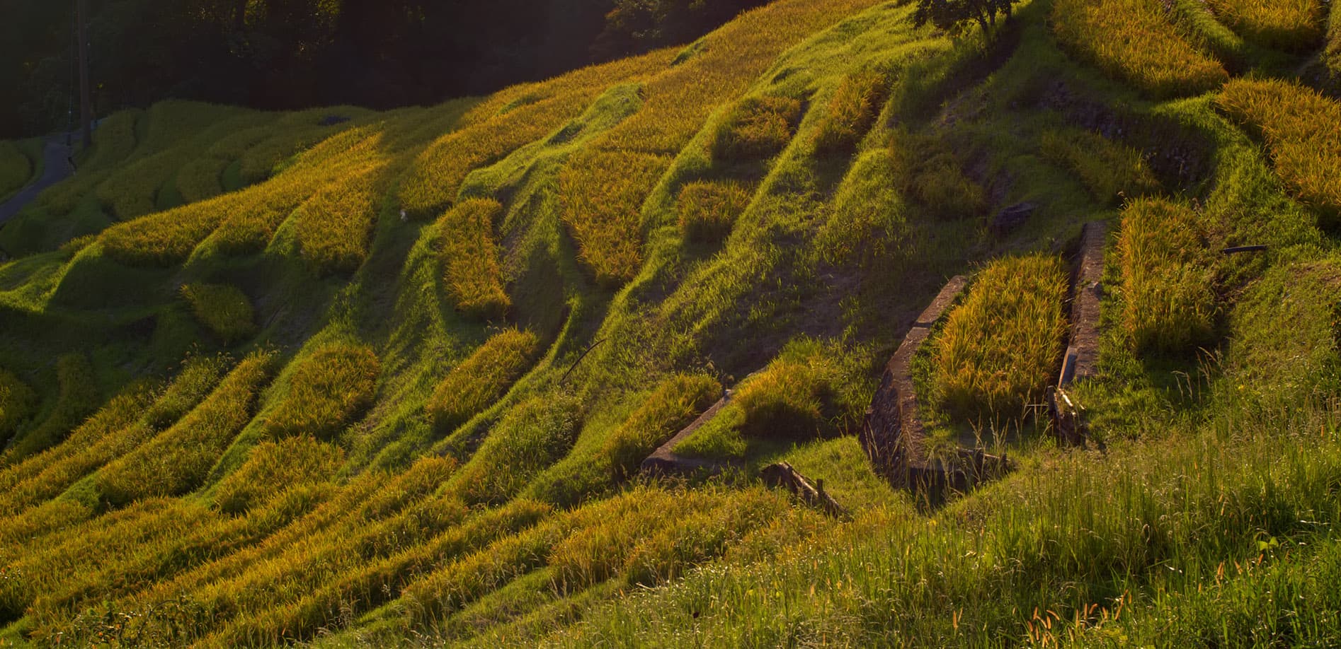 丸山千枚田 Vol.2 夕日_12K