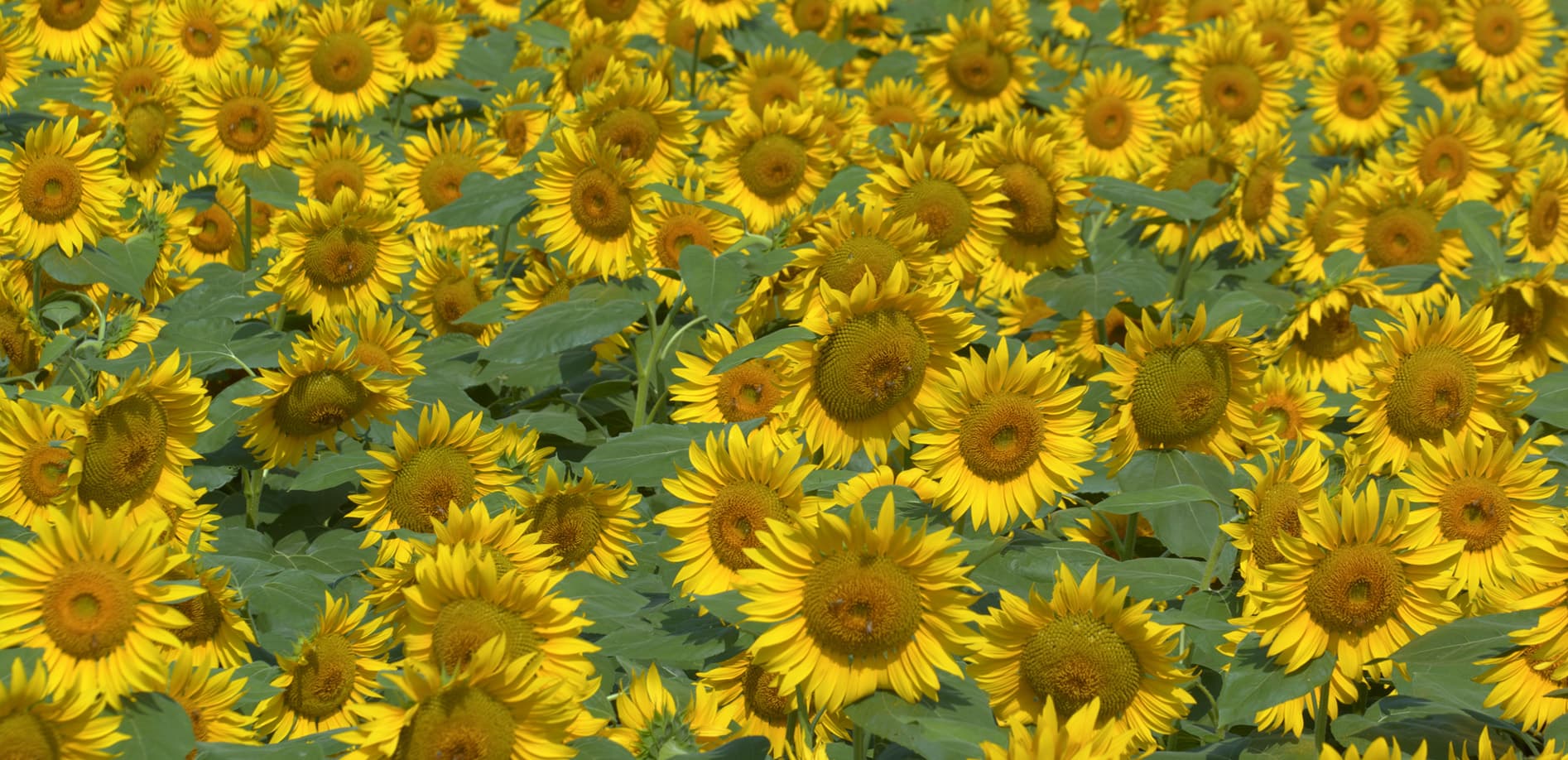 ひまわりの花_12K