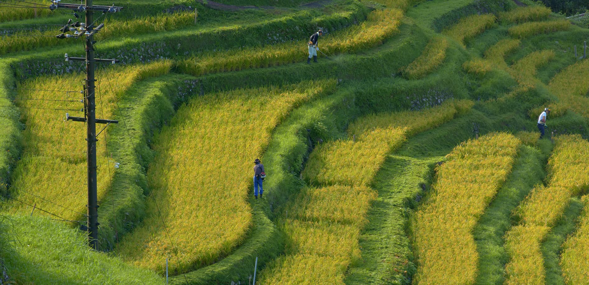 丸山千枚田 Vol.3 朝_12K