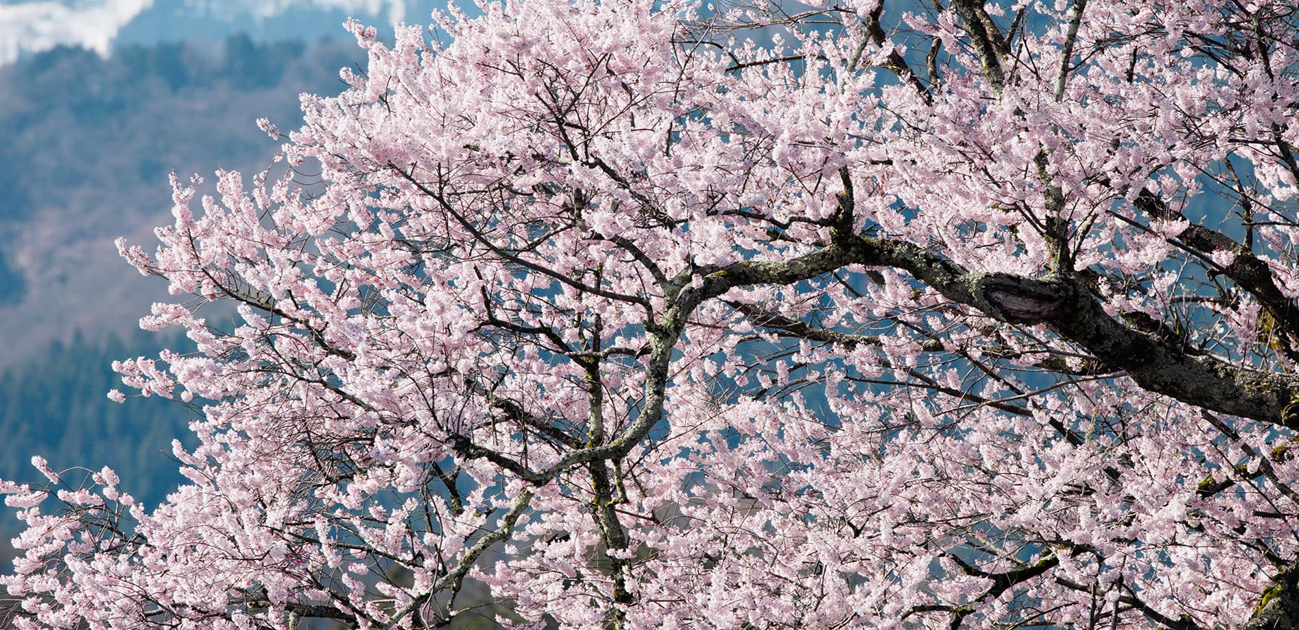 富山 向野の桜_8K